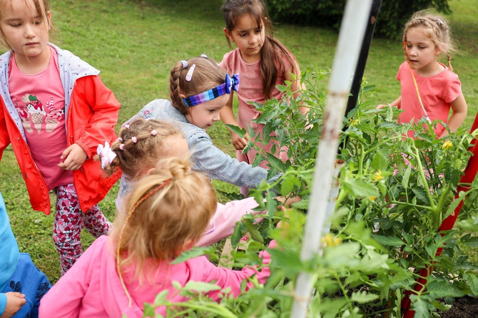 Zdjęcie w galerii na portalu naszraciborz.pl: Obfite zbiory warzyw i owoców w Przedszkolu nr 16 i ZSP nr 4 wiadomości z regionu