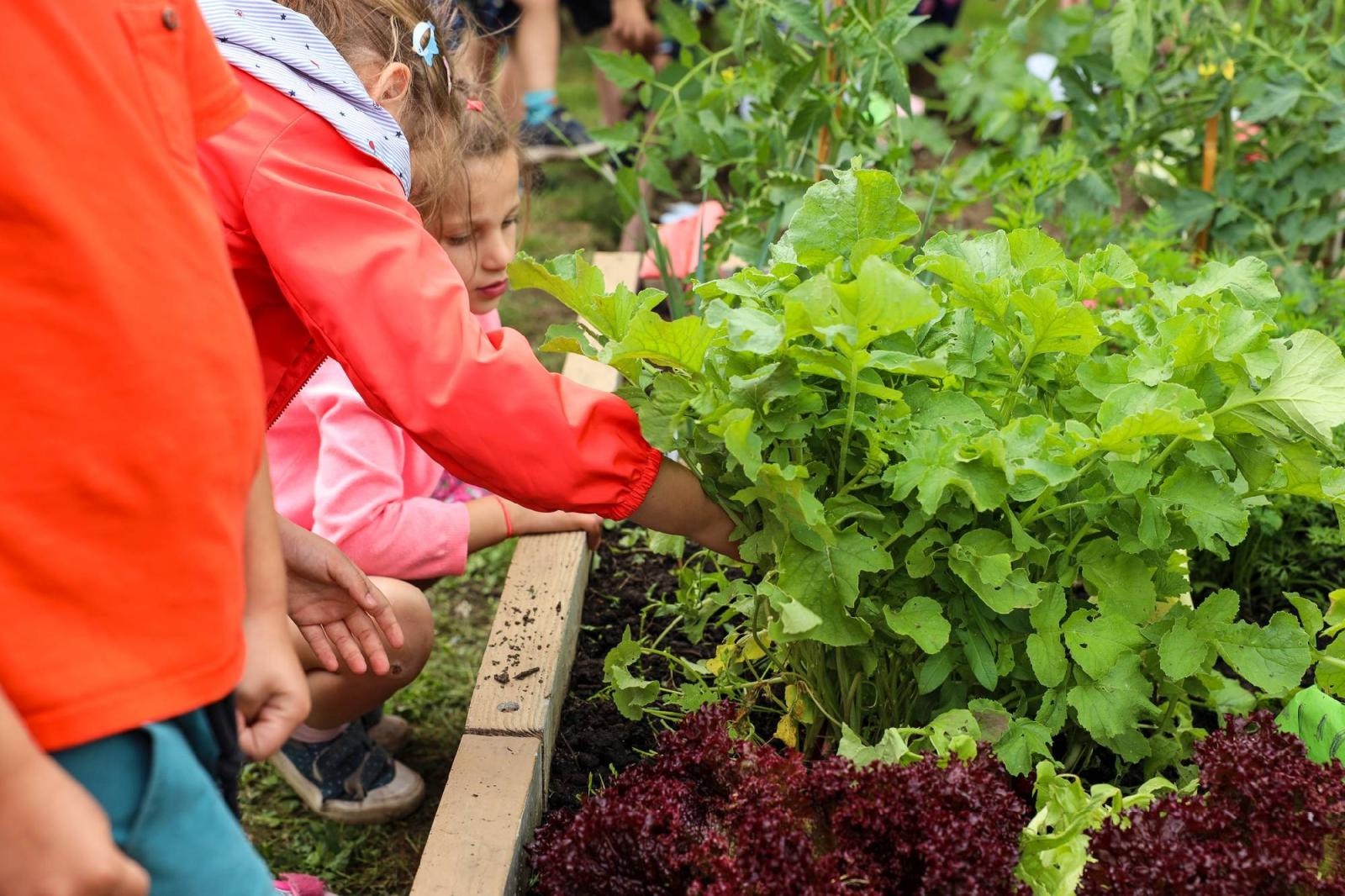 Zdjęcie w galerii na portalu naszraciborz.pl: Obfite zbiory warzyw i owoców w Przedszkolu nr 16 i ZSP nr 4 wiadomości z regionu