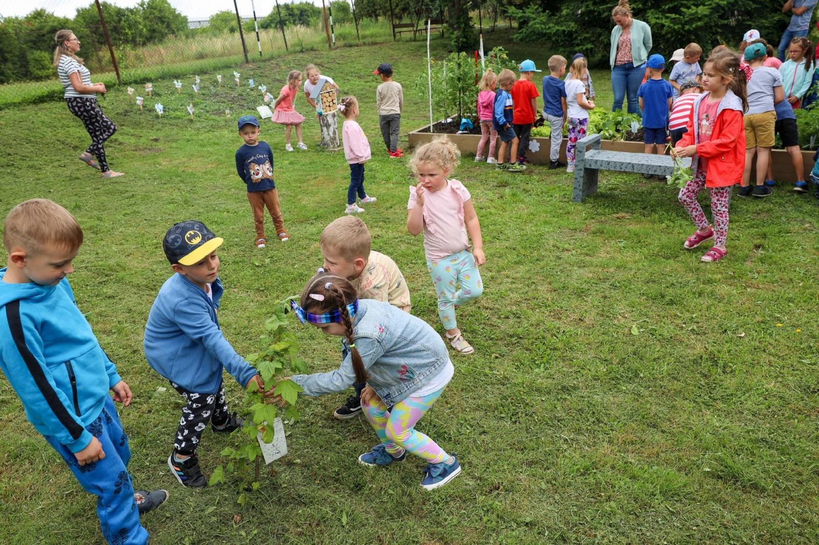 Zdjęcie w galerii na portalu naszraciborz.pl: Obfite zbiory warzyw i owoców w Przedszkolu nr 16 i ZSP nr 4 wiadomości z regionu