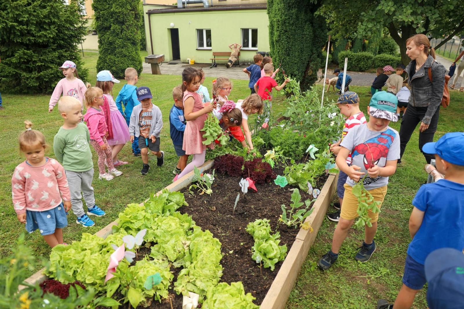 Zdjęcie w galerii na portalu naszraciborz.pl: Obfite zbiory warzyw i owoców w Przedszkolu nr 16 i ZSP nr 4 wiadomości z regionu