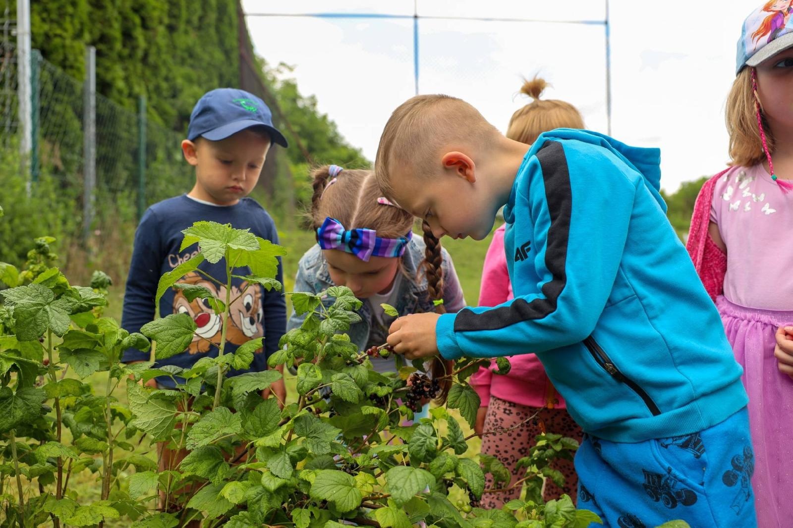 Zdjęcie w galerii na portalu naszraciborz.pl: Obfite zbiory warzyw i owoców w Przedszkolu nr 16 i ZSP nr 4 wiadomości z regionu