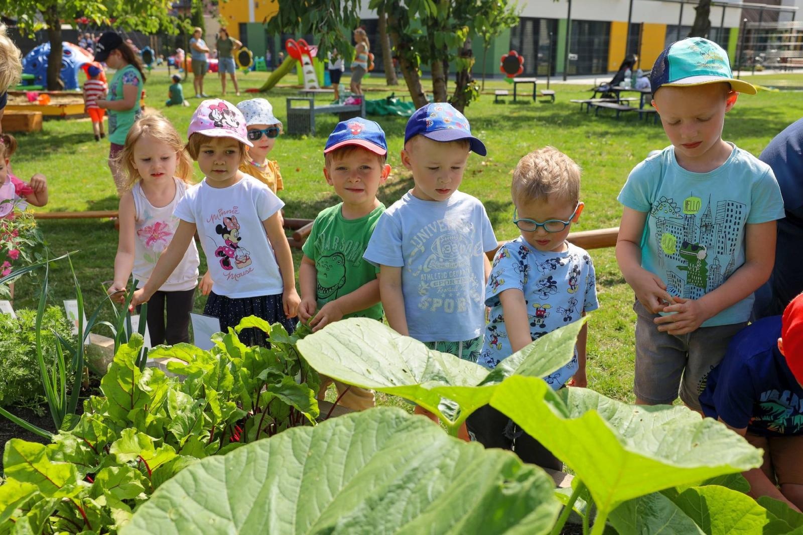 Zdjęcie w galerii na portalu naszraciborz.pl: Świeże warzywka w Bielskiej. Mali ogrodnicy z P24 wiadomości z regionu