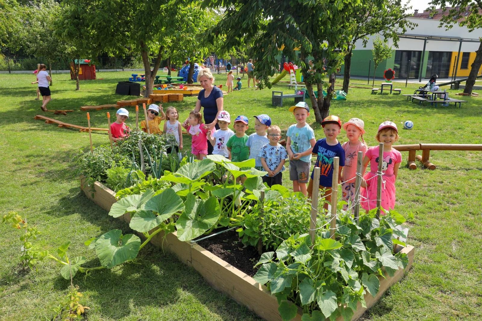 Zdjęcie w galerii na portalu naszraciborz.pl: Świeże warzywka w Bielskiej. Mali ogrodnicy z P24 wiadomości z regionu