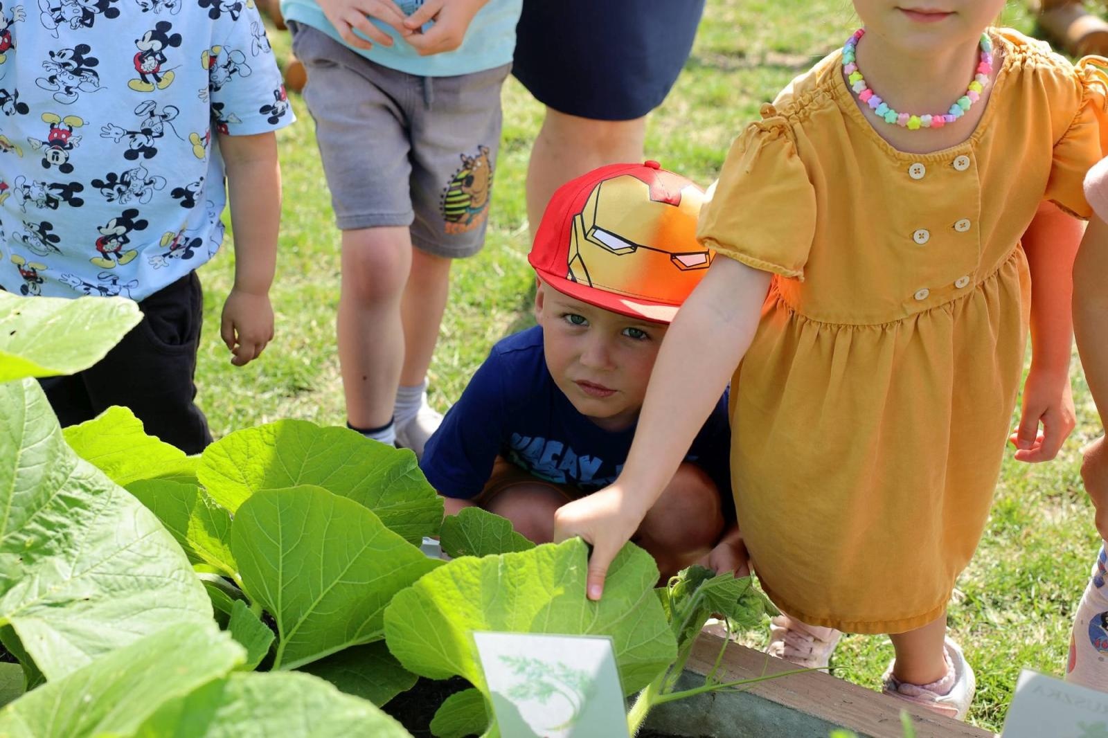 Zdjęcie w galerii na portalu naszraciborz.pl: Świeże warzywka w Bielskiej. Mali ogrodnicy z P24 wiadomości z regionu