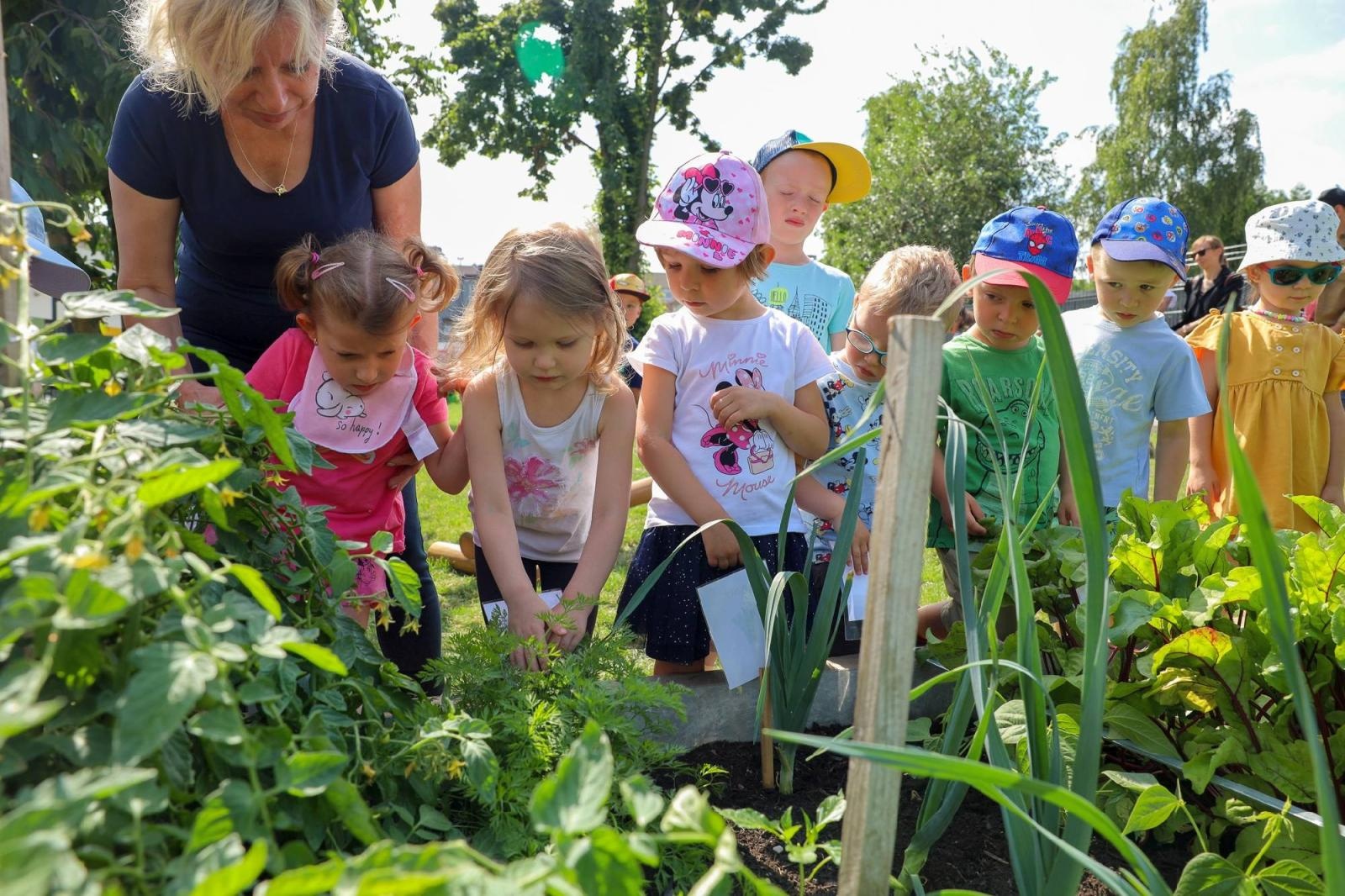 Zdjęcie w galerii na portalu naszraciborz.pl: Świeże warzywka w Bielskiej. Mali ogrodnicy z P24 wiadomości z regionu