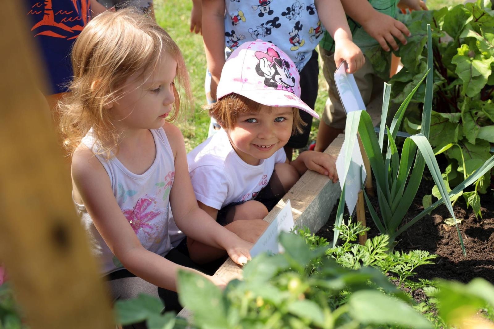 Zdjęcie w galerii na portalu naszraciborz.pl: Świeże warzywka w Bielskiej. Mali ogrodnicy z P24 wiadomości z regionu