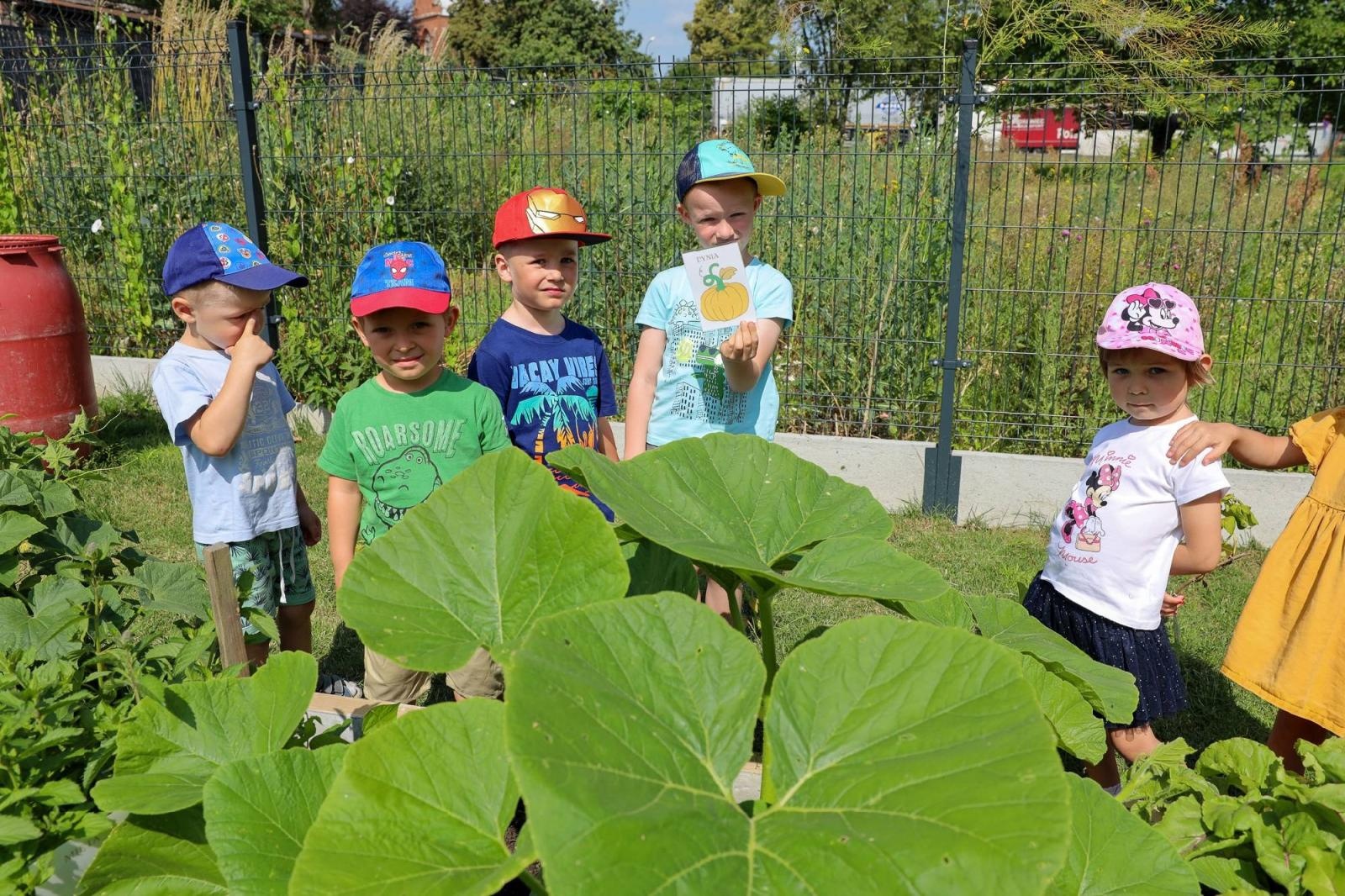 Zdjęcie w galerii na portalu naszraciborz.pl: Świeże warzywka w Bielskiej. Mali ogrodnicy z P24 wiadomości z regionu