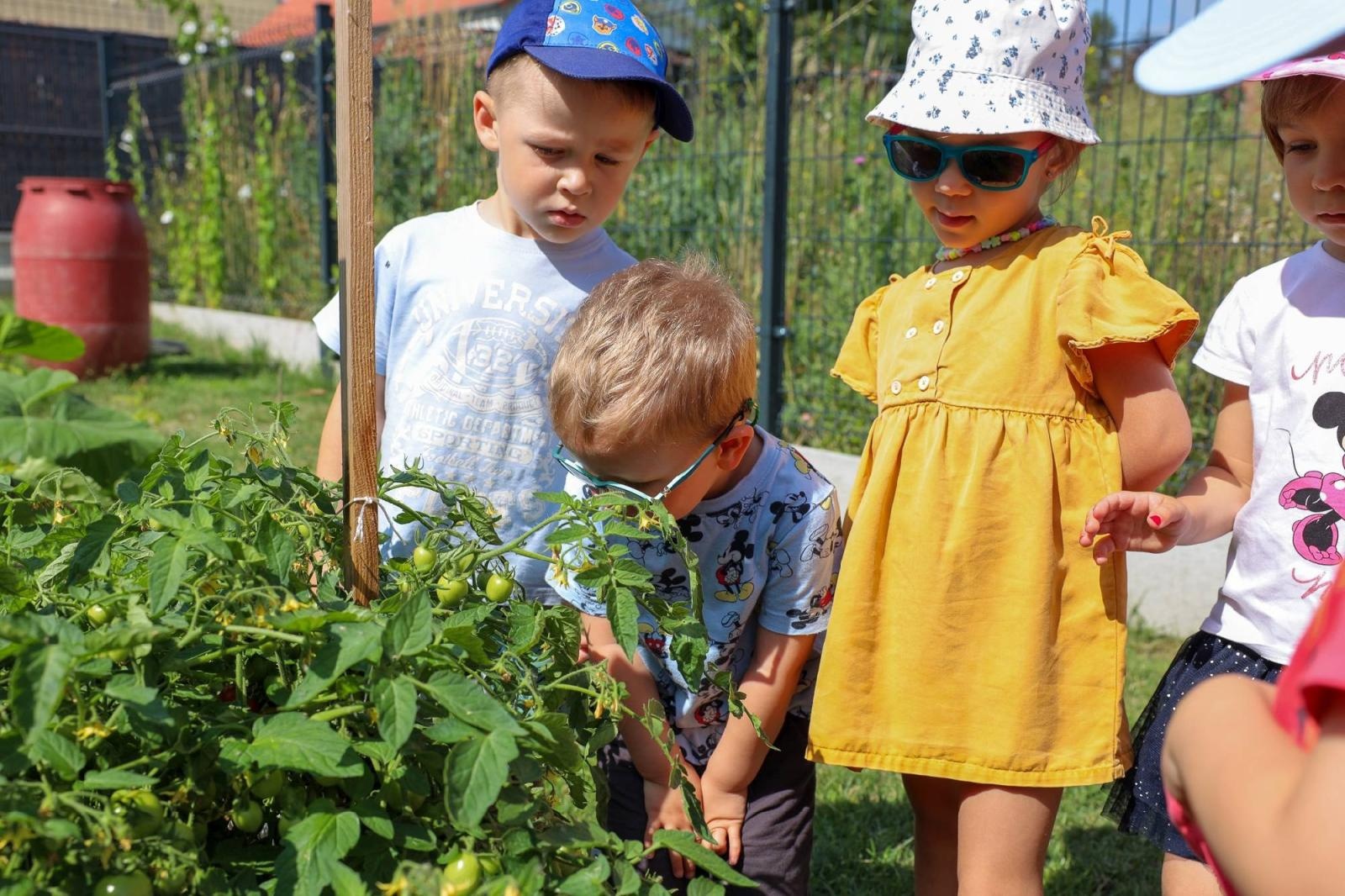Zdjęcie w galerii na portalu naszraciborz.pl: Świeże warzywka w Bielskiej. Mali ogrodnicy z P24 wiadomości z regionu