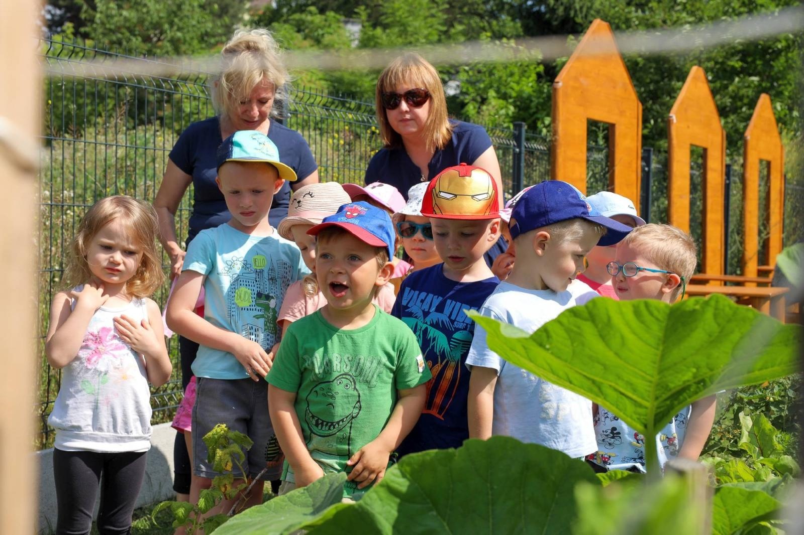 Zdjęcie w galerii na portalu naszraciborz.pl: Świeże warzywka w Bielskiej. Mali ogrodnicy z P24 wiadomości z regionu