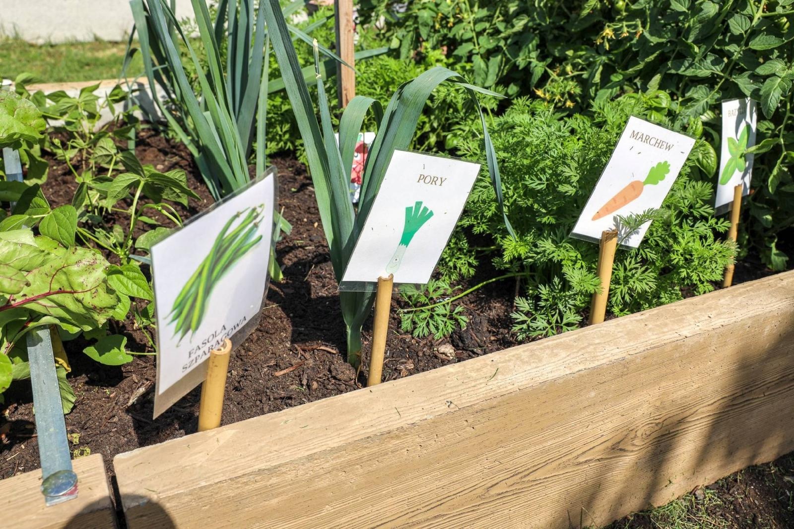 Zdjęcie w galerii na portalu naszraciborz.pl: Świeże warzywka w Bielskiej. Mali ogrodnicy z P24 wiadomości z regionu