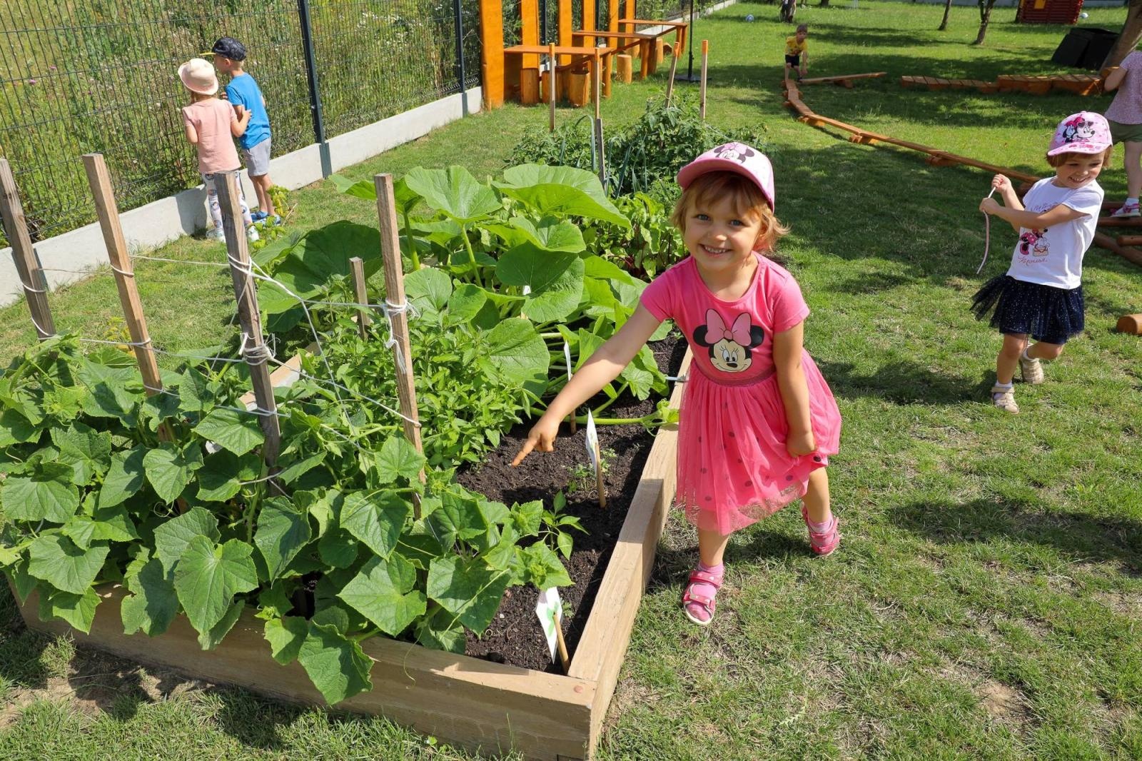 Zdjęcie w galerii na portalu naszraciborz.pl: Świeże warzywka w Bielskiej. Mali ogrodnicy z P24 wiadomości z regionu