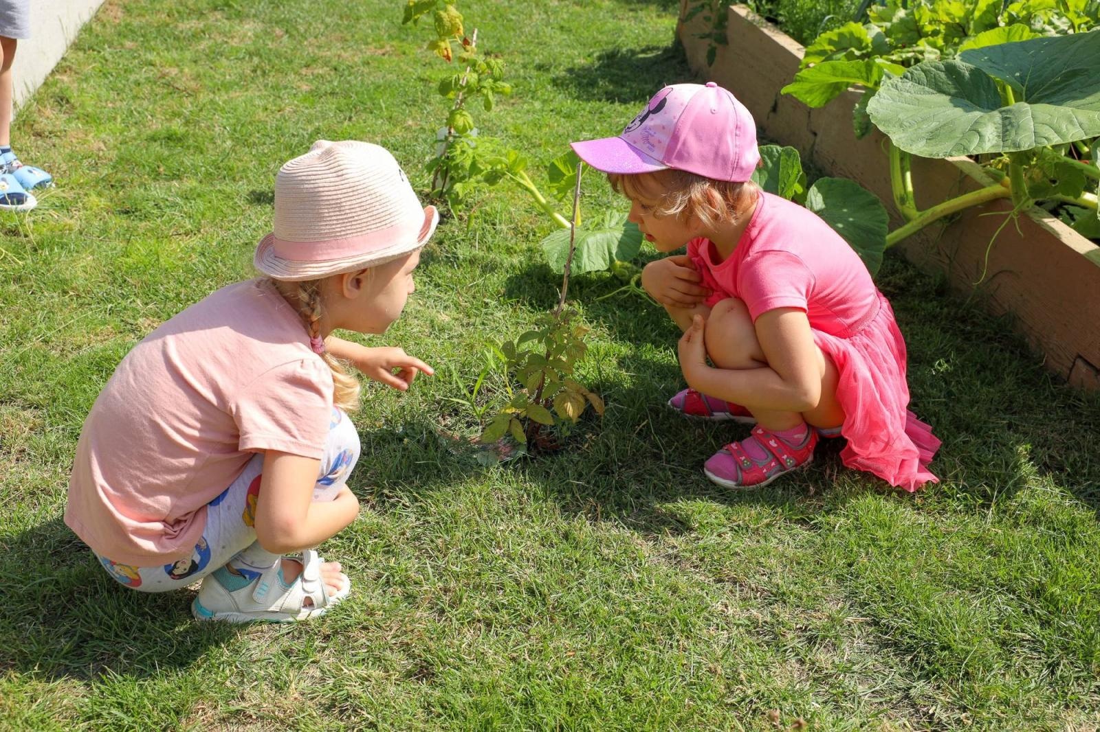 Zdjęcie w galerii na portalu naszraciborz.pl: Świeże warzywka w Bielskiej. Mali ogrodnicy z P24 wiadomości z regionu