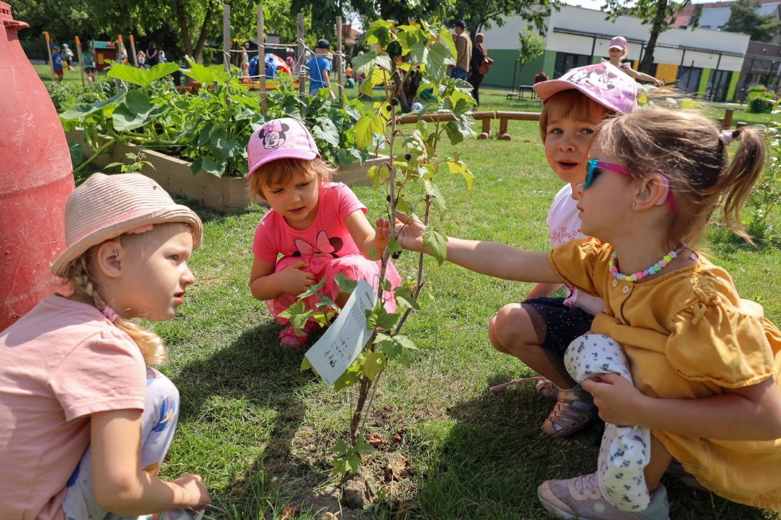 Zdjęcie w galerii na portalu naszraciborz.pl: Świeże warzywka w Bielskiej. Mali ogrodnicy z P24 wiadomości z regionu