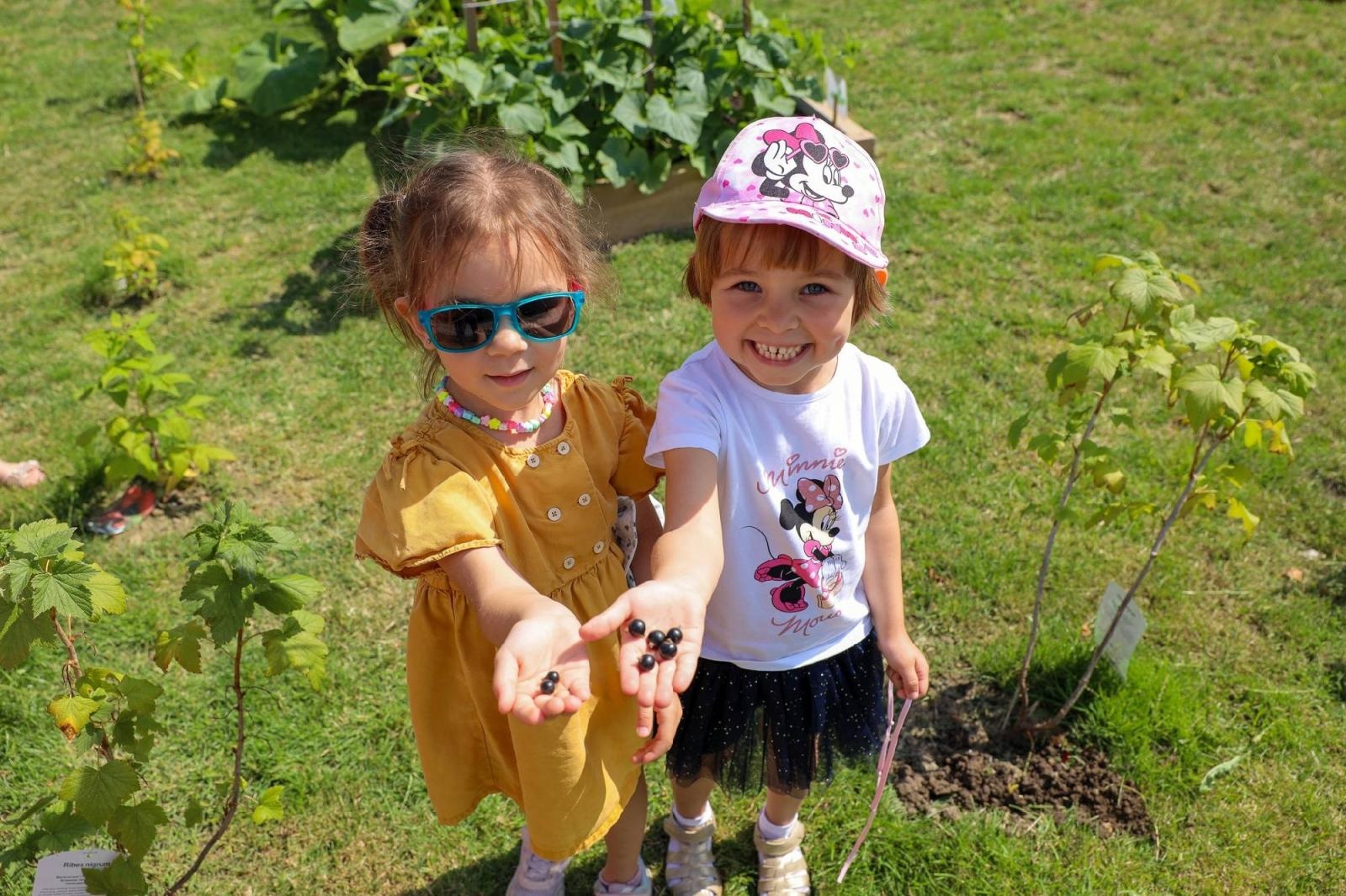 Zdjęcie w galerii na portalu naszraciborz.pl: Świeże warzywka w Bielskiej. Mali ogrodnicy z P24 wiadomości z regionu