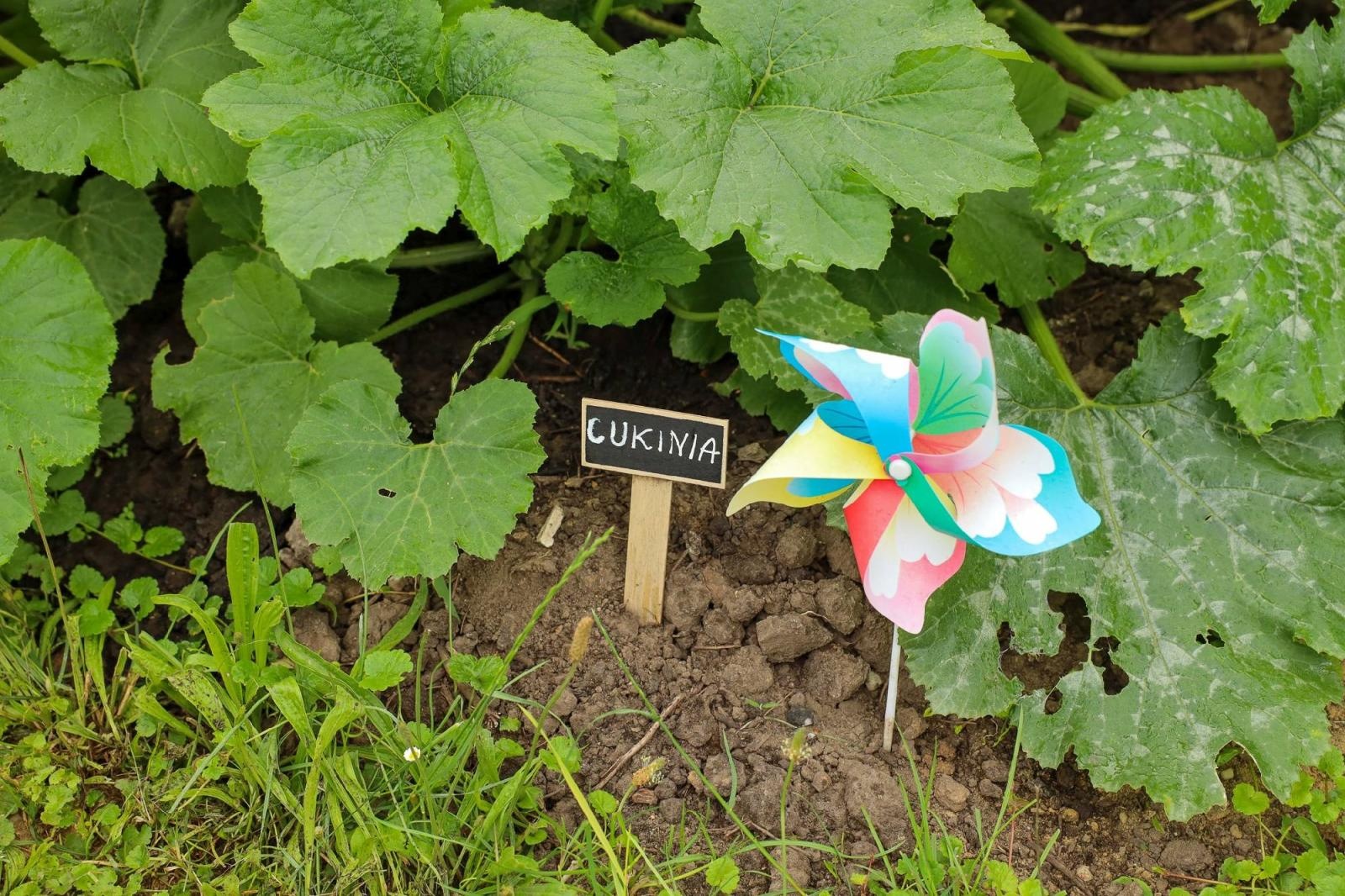 Zdjęcie w galerii na portalu naszraciborz.pl: Przedszkolaki delektują się smakiem owoców ze swoich ogródków wiadomości z regionu