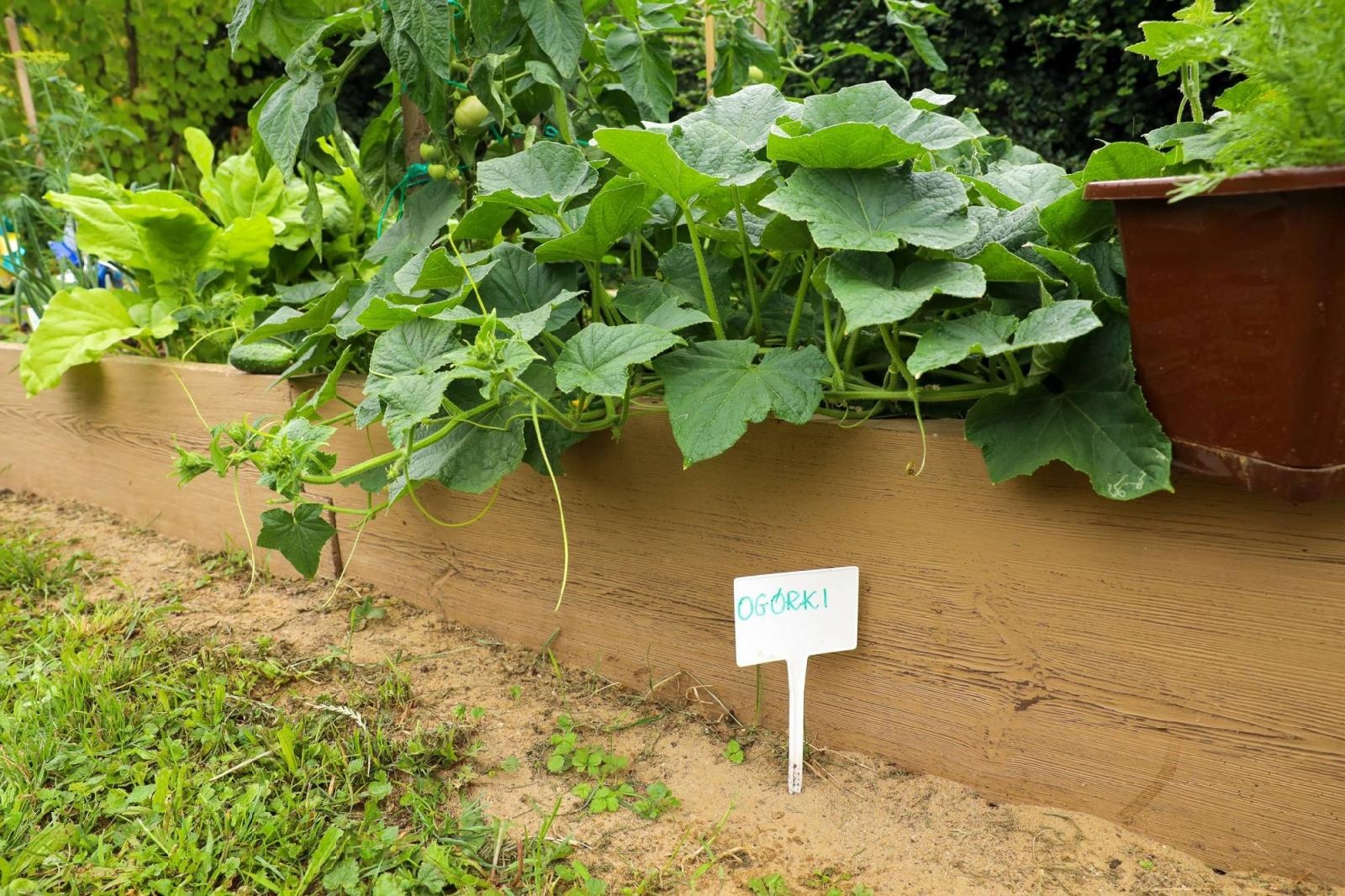 Zdjęcie w galerii na portalu naszraciborz.pl: Przedszkolaki delektują się smakiem owoców ze swoich ogródków wiadomości z regionu