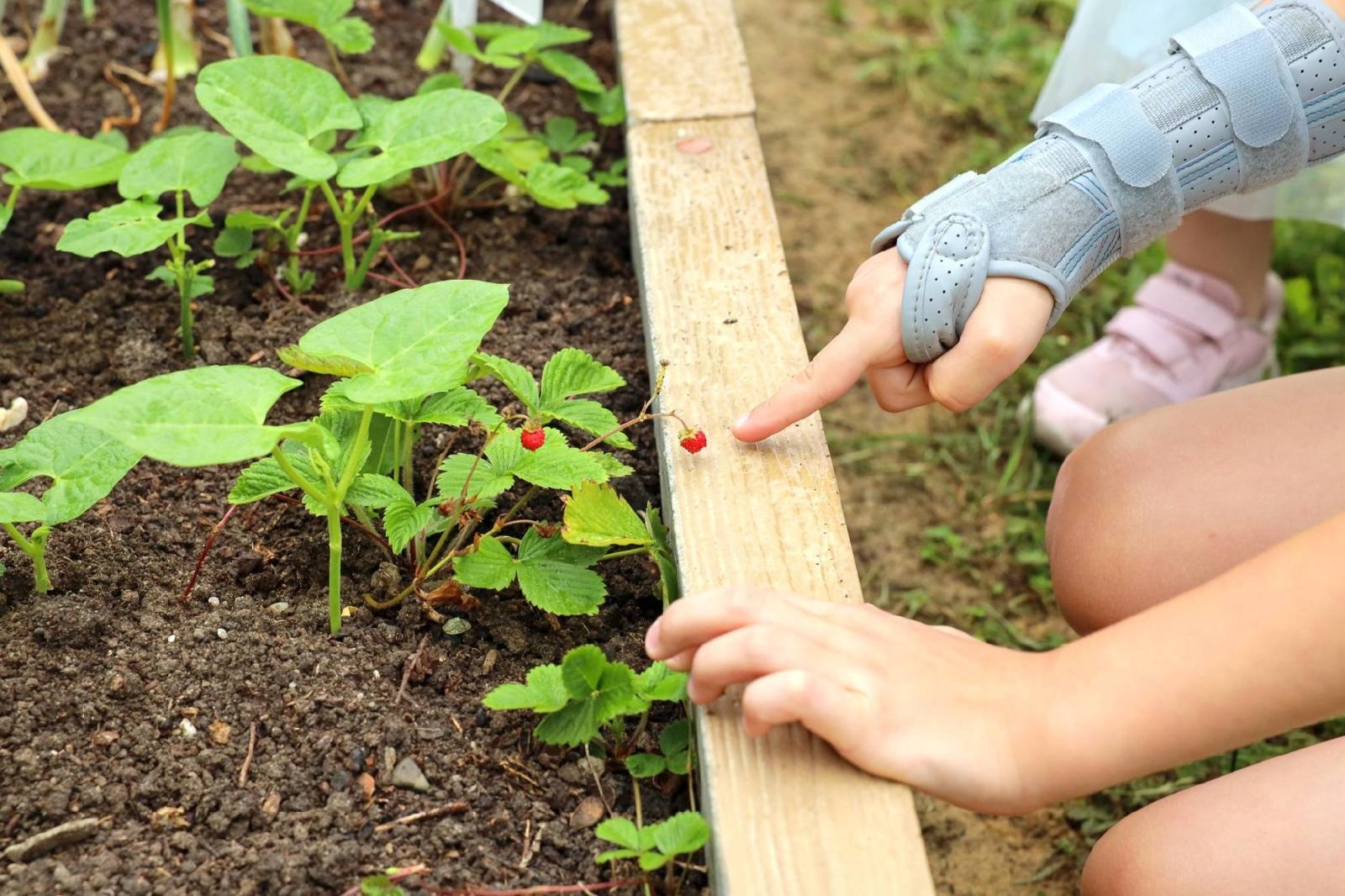 Zdjęcie w galerii na portalu naszraciborz.pl: Przedszkolaki delektują się smakiem owoców ze swoich ogródków wiadomości z regionu