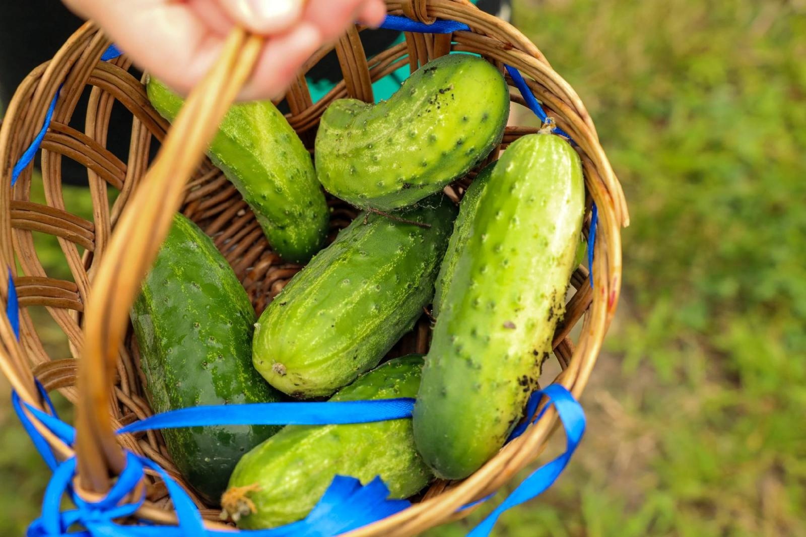 Zdjęcie w galerii na portalu naszraciborz.pl: Przedszkolaki delektują się smakiem owoców ze swoich ogródków wiadomości z regionu