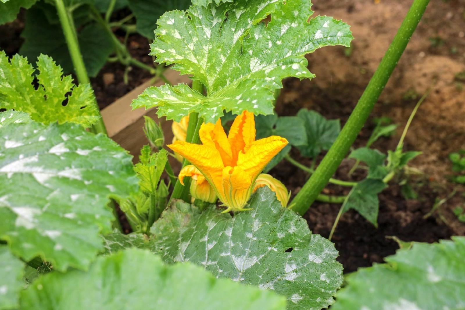 Zdjęcie w galerii na portalu naszraciborz.pl: Przedszkolaki delektują się smakiem owoców ze swoich ogródków wiadomości z regionu