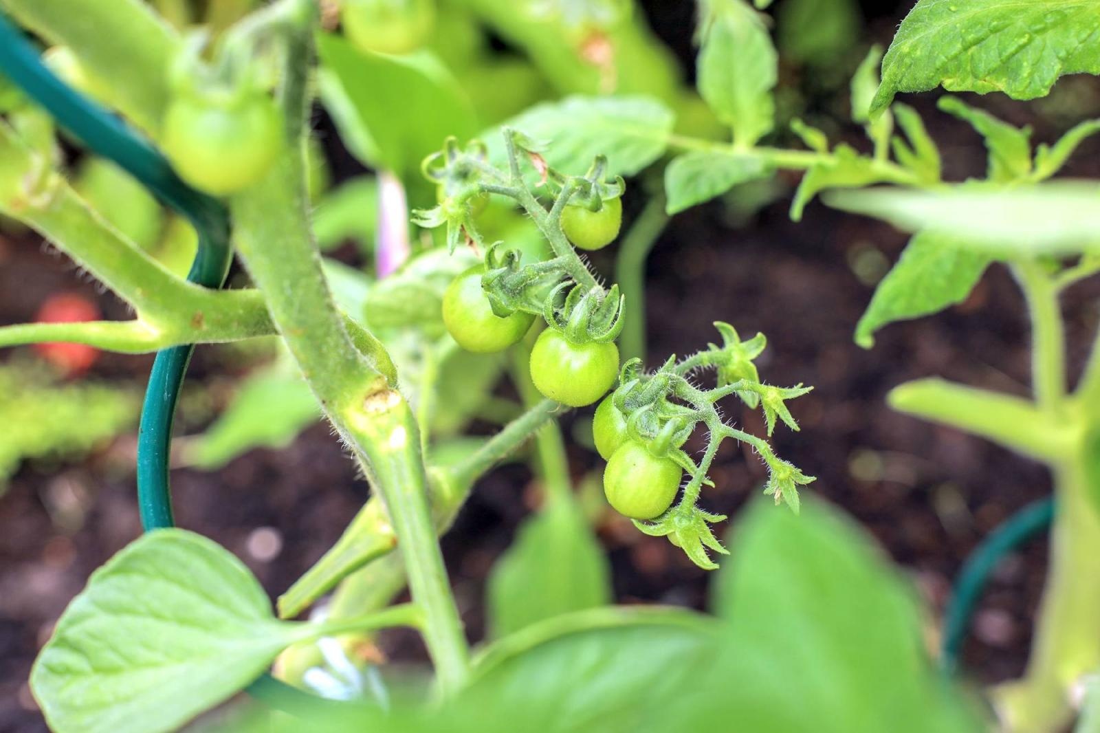 Zdjęcie w galerii na portalu naszraciborz.pl: Przedszkolaki delektują się smakiem owoców ze swoich ogródków wiadomości z regionu