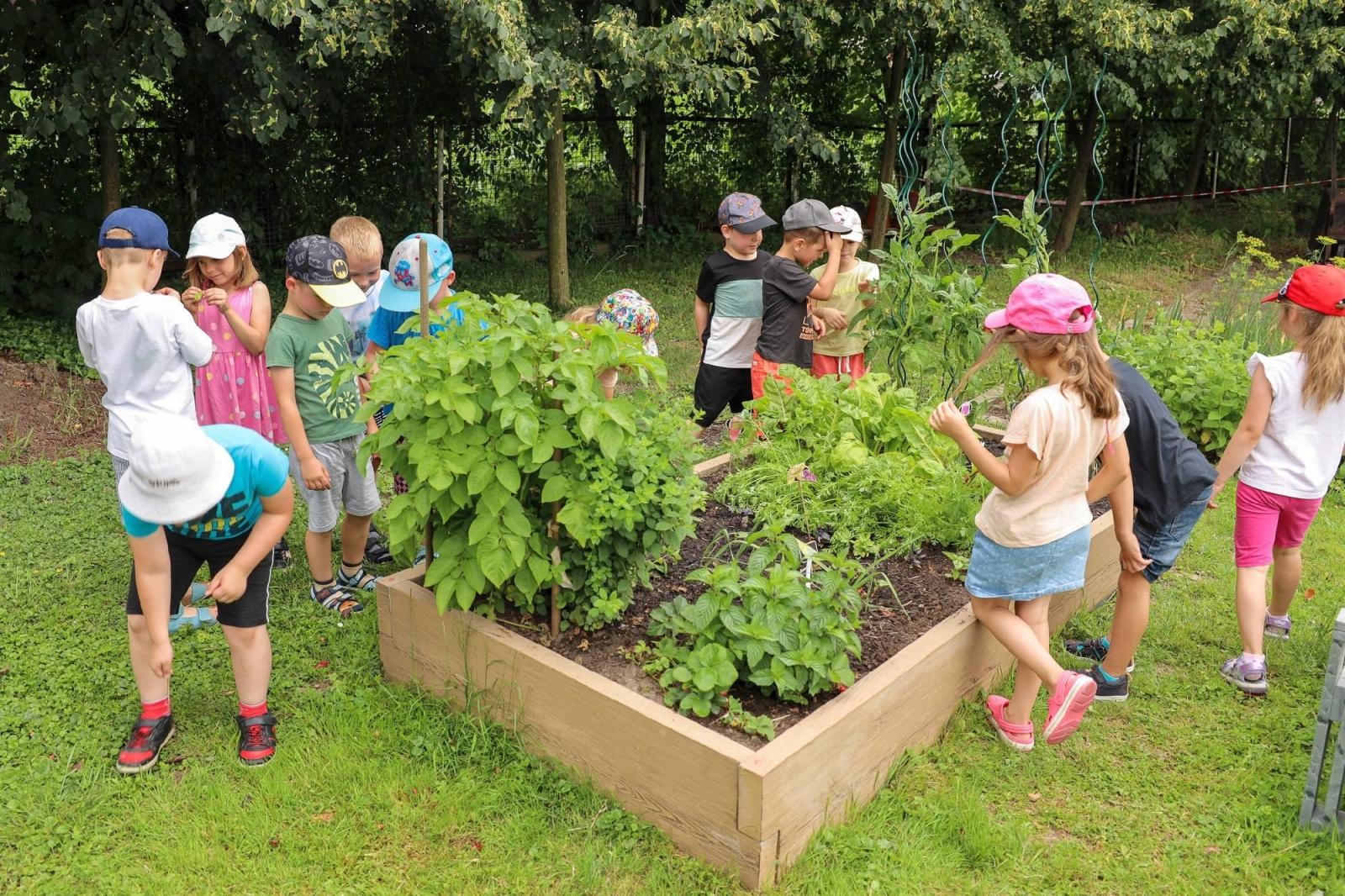 Zdjęcie w galerii na portalu naszraciborz.pl: Przedszkolaki delektują się smakiem owoców ze swoich ogródków wiadomości z regionu