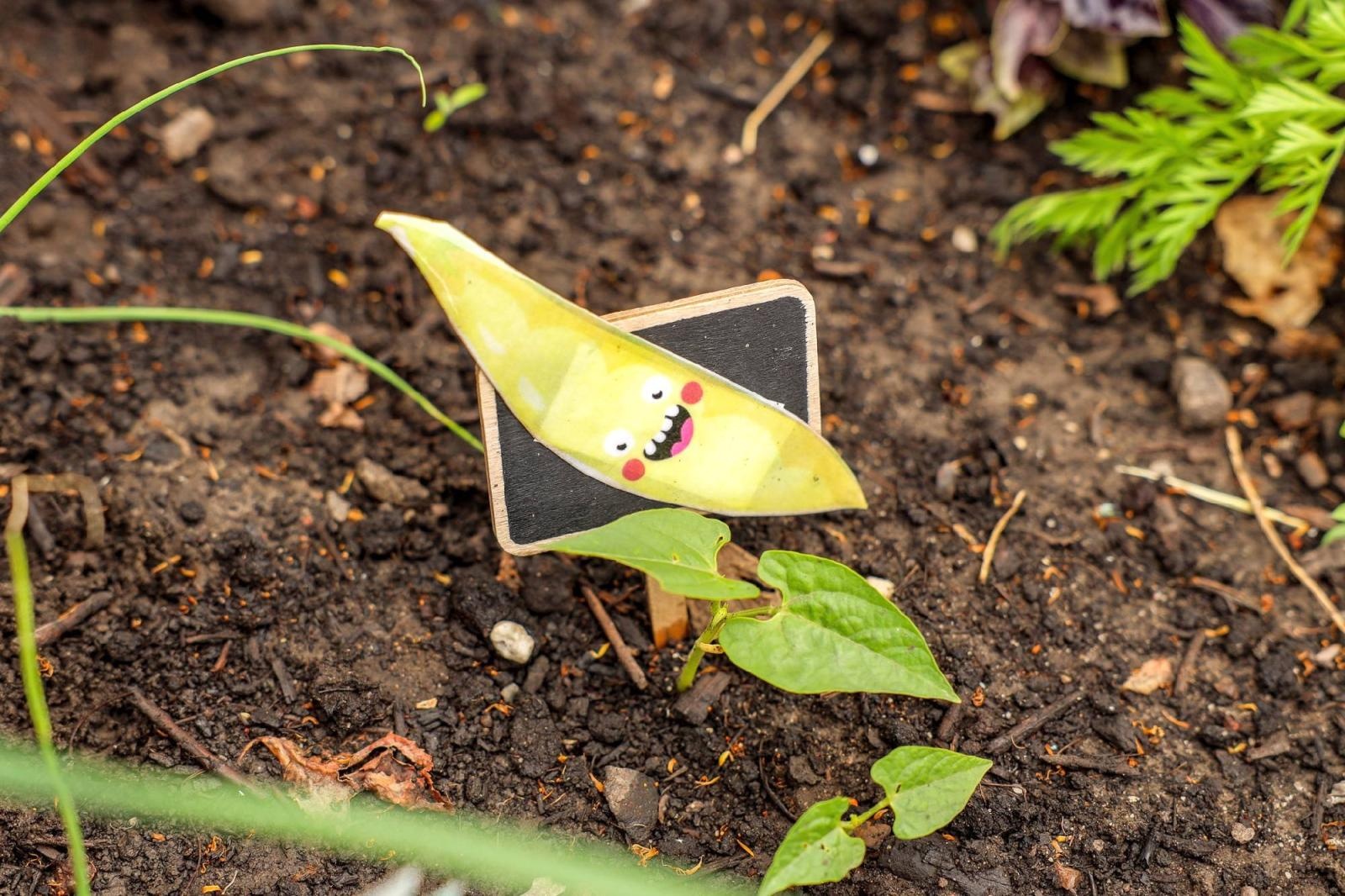 Zdjęcie w galerii na portalu naszraciborz.pl: Przedszkolaki delektują się smakiem owoców ze swoich ogródków wiadomości z regionu