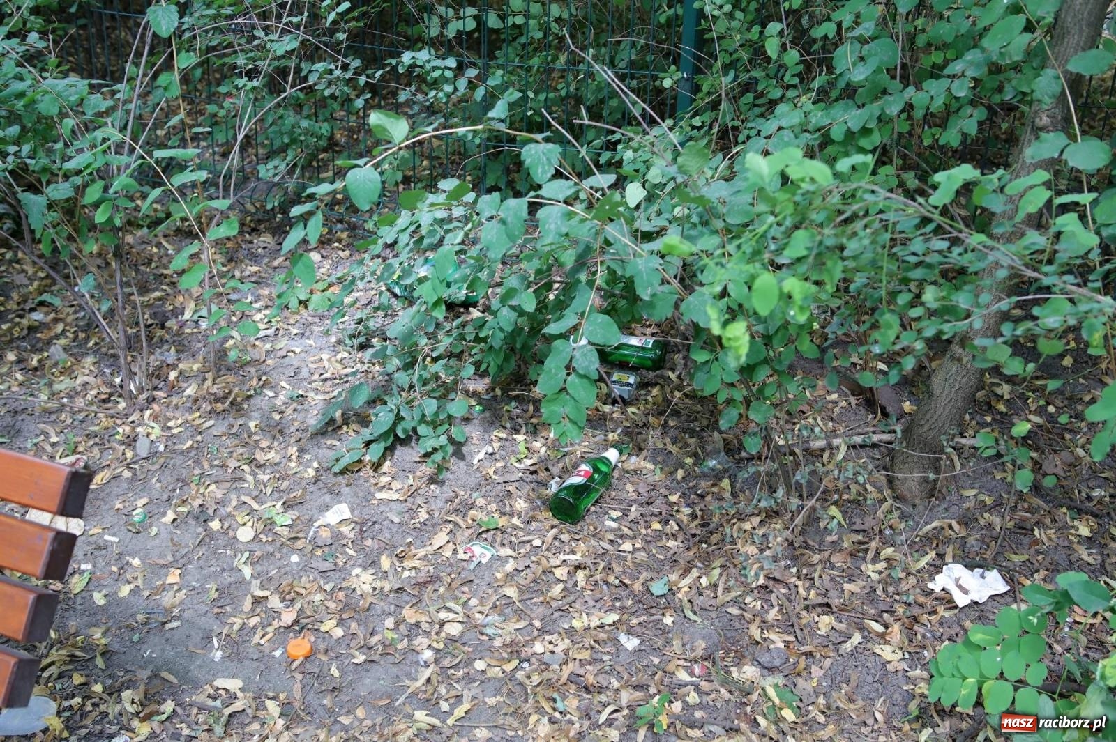 Zdjęcie w galerii na portalu naszraciborz.pl: Park przy Opawskiej zamienia się wieczorem w melinę wiadomości z regionu