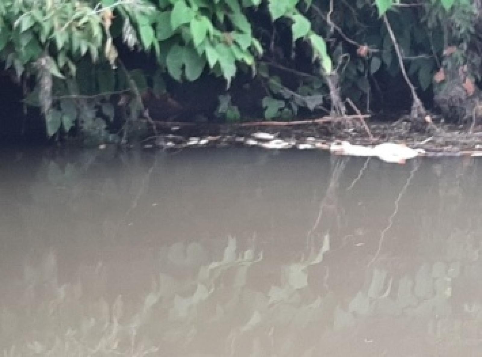 Zdjęcie w galerii na portalu naszraciborz.pl: Śnięte ryby na granicznym odcinku rzeki Odry w powiecie raciborskim wiadomości z regionu