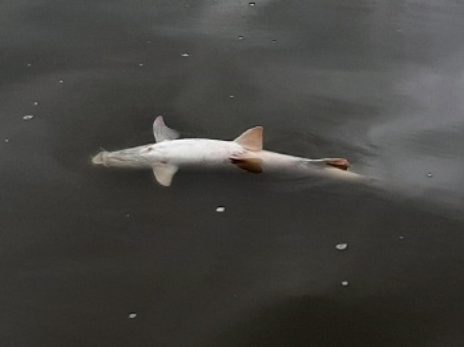 Zdjęcie w galerii na portalu naszraciborz.pl: Śnięte ryby na granicznym odcinku rzeki Odry w powiecie raciborskim wiadomości z regionu