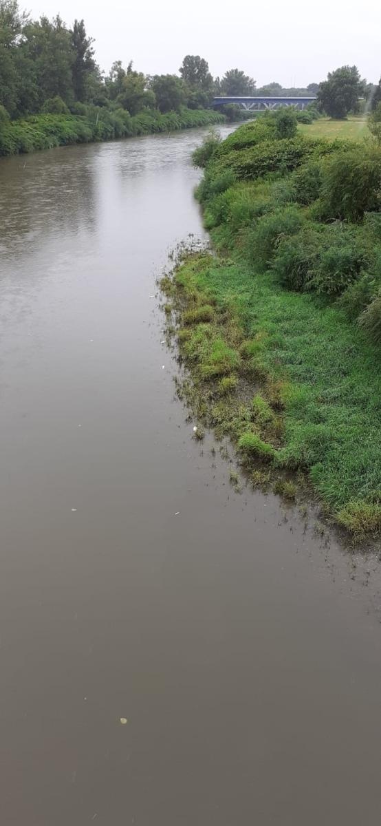 Zdjęcie w galerii na portalu naszraciborz.pl: Śnięte ryby na granicznym odcinku rzeki Odry w powiecie raciborskim wiadomości z regionu