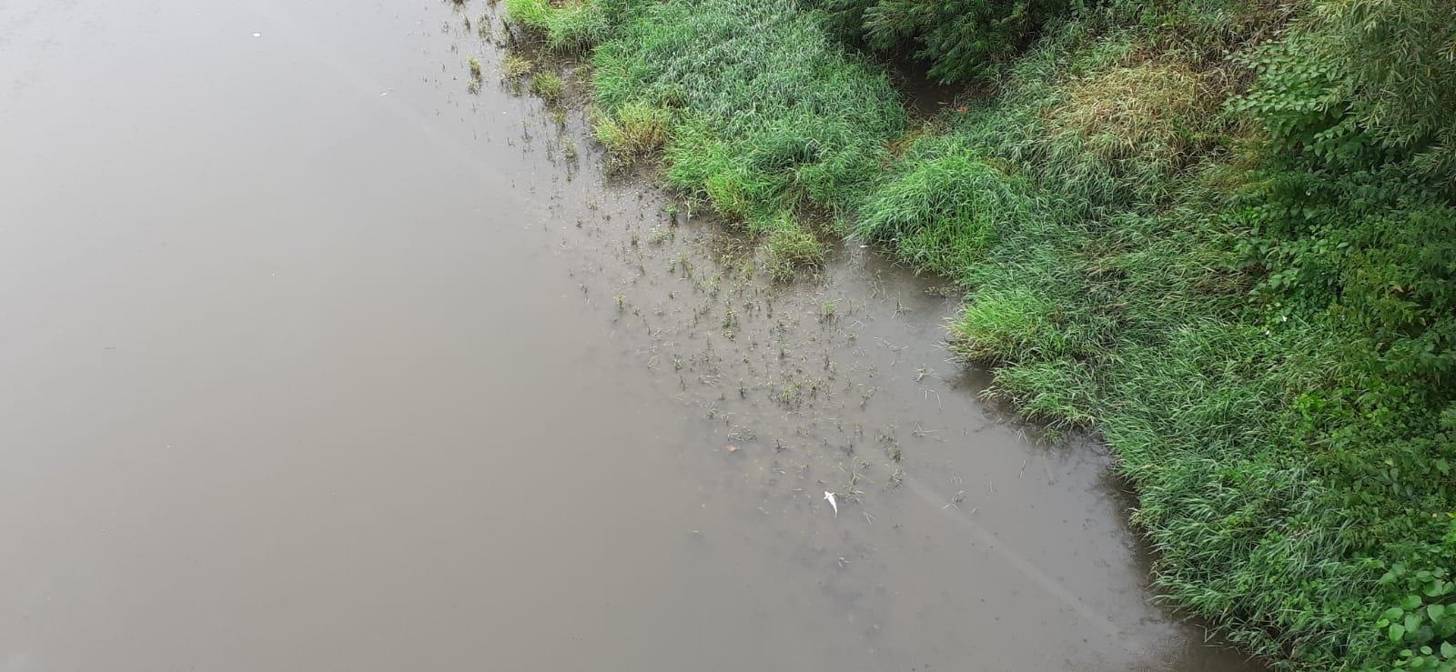 Zdjęcie w galerii na portalu naszraciborz.pl: Śnięte ryby na granicznym odcinku rzeki Odry w powiecie raciborskim wiadomości z regionu