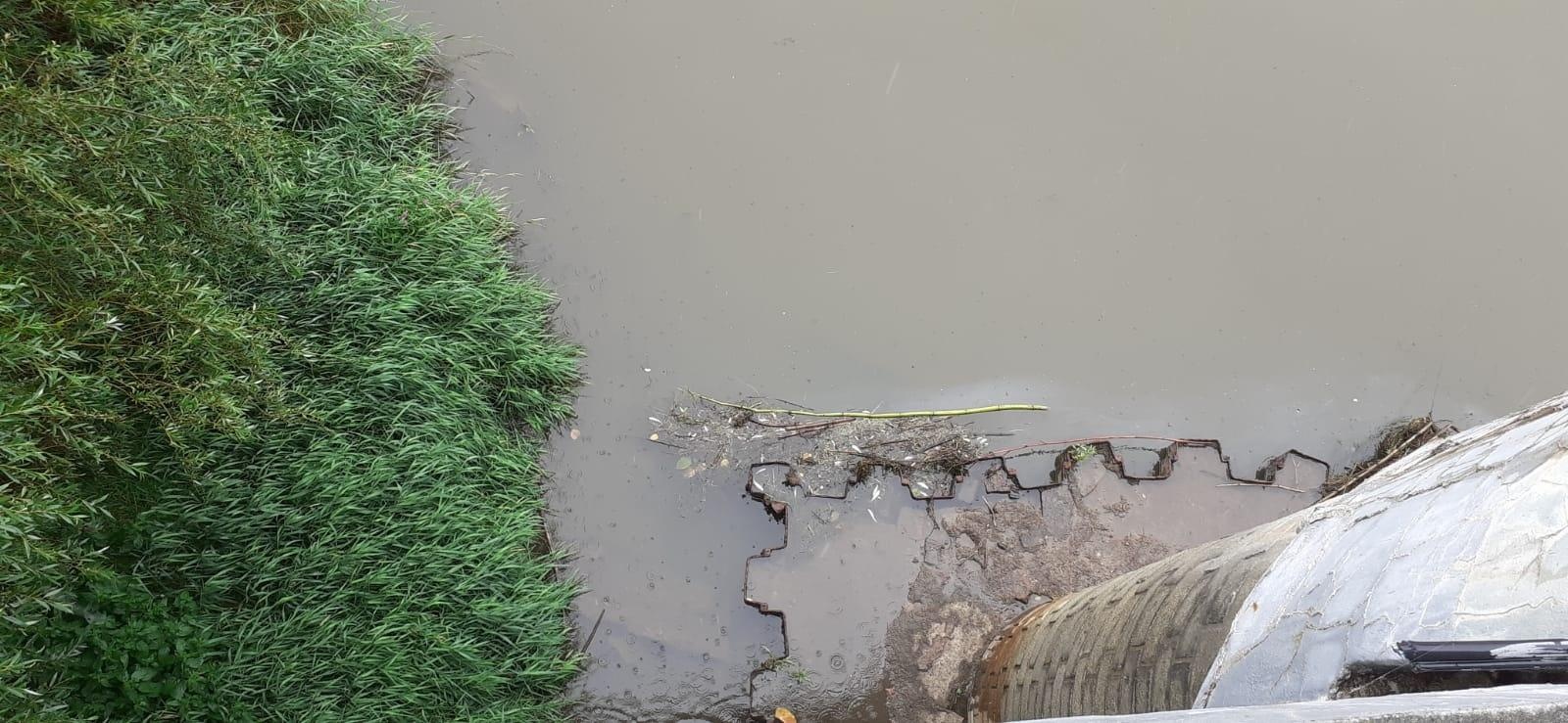Zdjęcie w galerii na portalu naszraciborz.pl: Śnięte ryby na granicznym odcinku rzeki Odry w powiecie raciborskim wiadomości z regionu