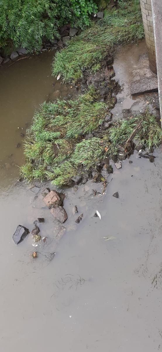 Zdjęcie w galerii na portalu naszraciborz.pl: Śnięte ryby na granicznym odcinku rzeki Odry w powiecie raciborskim wiadomości z regionu