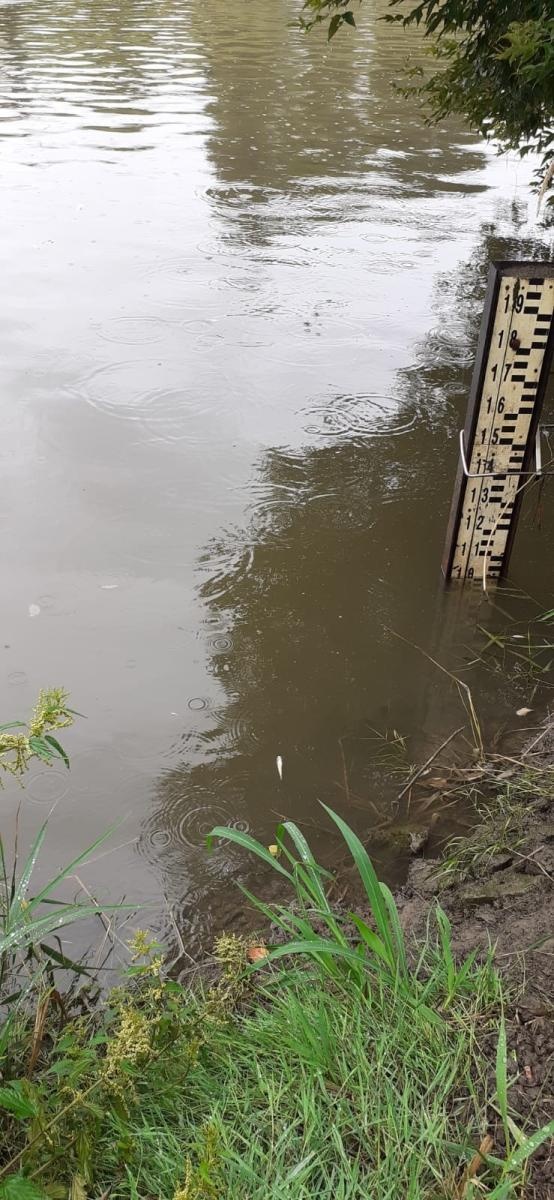 Zdjęcie w galerii na portalu naszraciborz.pl: Śnięte ryby na granicznym odcinku rzeki Odry w powiecie raciborskim wiadomości z regionu