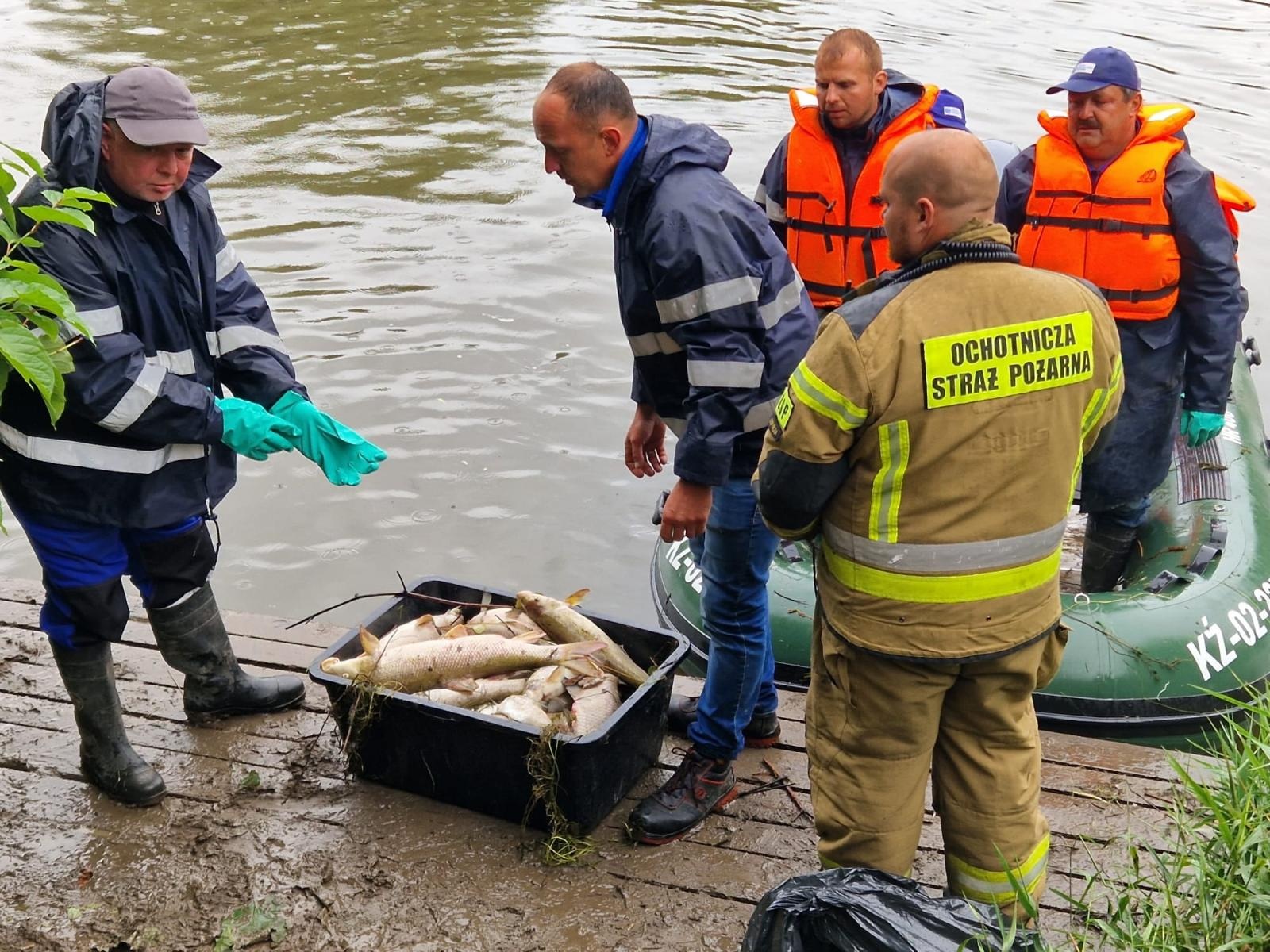Zdjęcie w galerii na portalu naszraciborz.pl: Śnięte ryby na granicznym odcinku rzeki Odry w powiecie raciborskim wiadomości z regionu