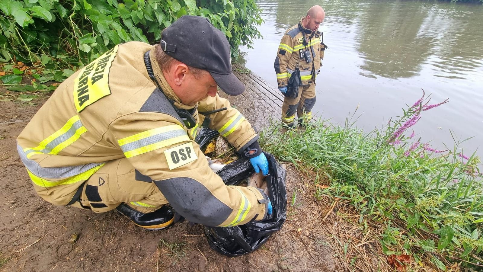 Zdjęcie w galerii na portalu naszraciborz.pl: Śnięte ryby na granicznym odcinku rzeki Odry w powiecie raciborskim wiadomości z regionu
