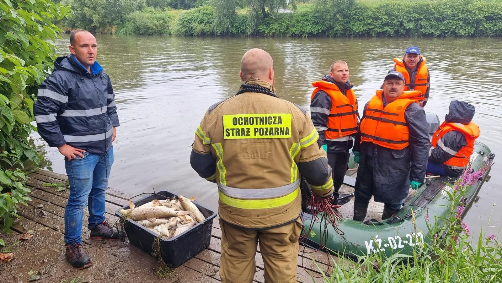 Zdjęcie w galerii na portalu naszraciborz.pl: Śnięte ryby na granicznym odcinku rzeki Odry w powiecie raciborskim wiadomości z regionu