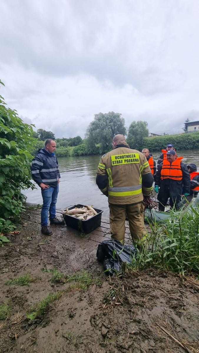 Zdjęcie w galerii na portalu naszraciborz.pl: Śnięte ryby na granicznym odcinku rzeki Odry w powiecie raciborskim wiadomości z regionu