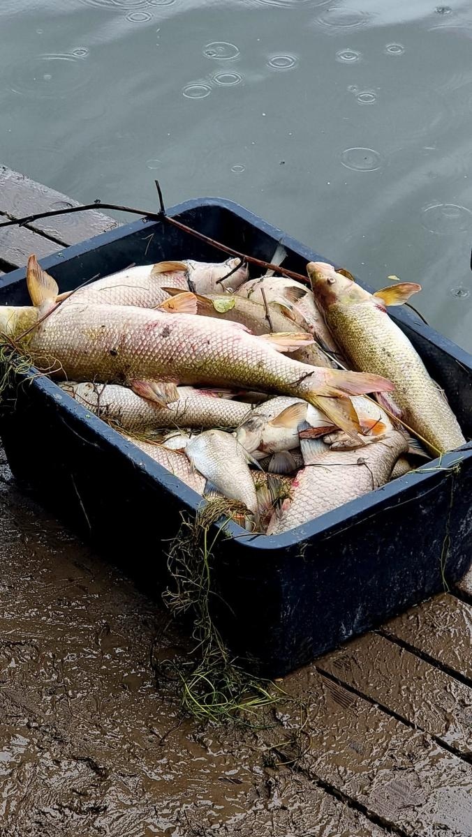 Zdjęcie w galerii na portalu naszraciborz.pl: Śnięte ryby na granicznym odcinku rzeki Odry w powiecie raciborskim wiadomości z regionu