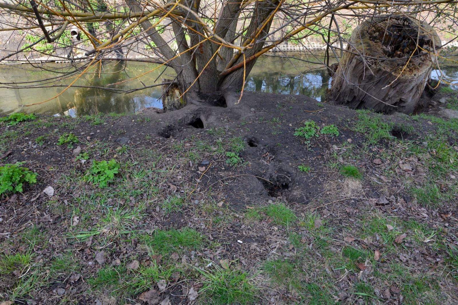 Zdjęcie w galerii na portalu naszraciborz.pl: Nutria w naszych wodach to nie atrakcja. To szkodnik wiadomości z regionu