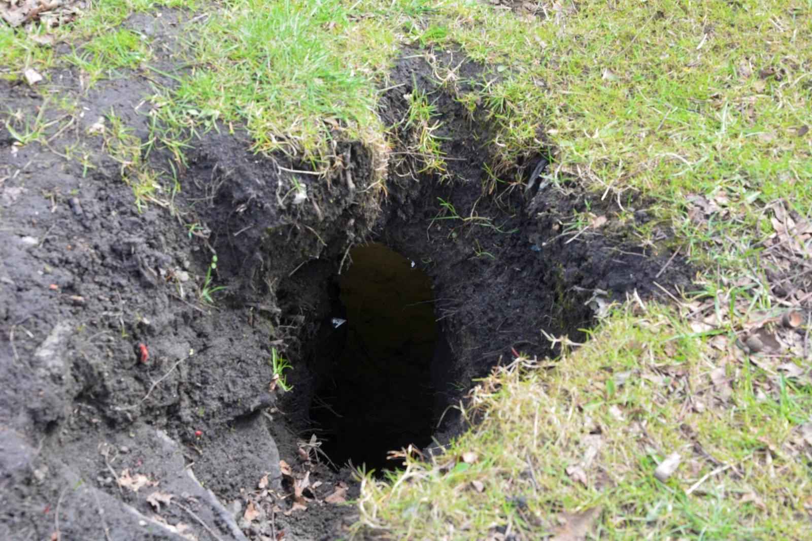 Zdjęcie w galerii na portalu naszraciborz.pl: Nutria w naszych wodach to nie atrakcja. To szkodnik wiadomości z regionu