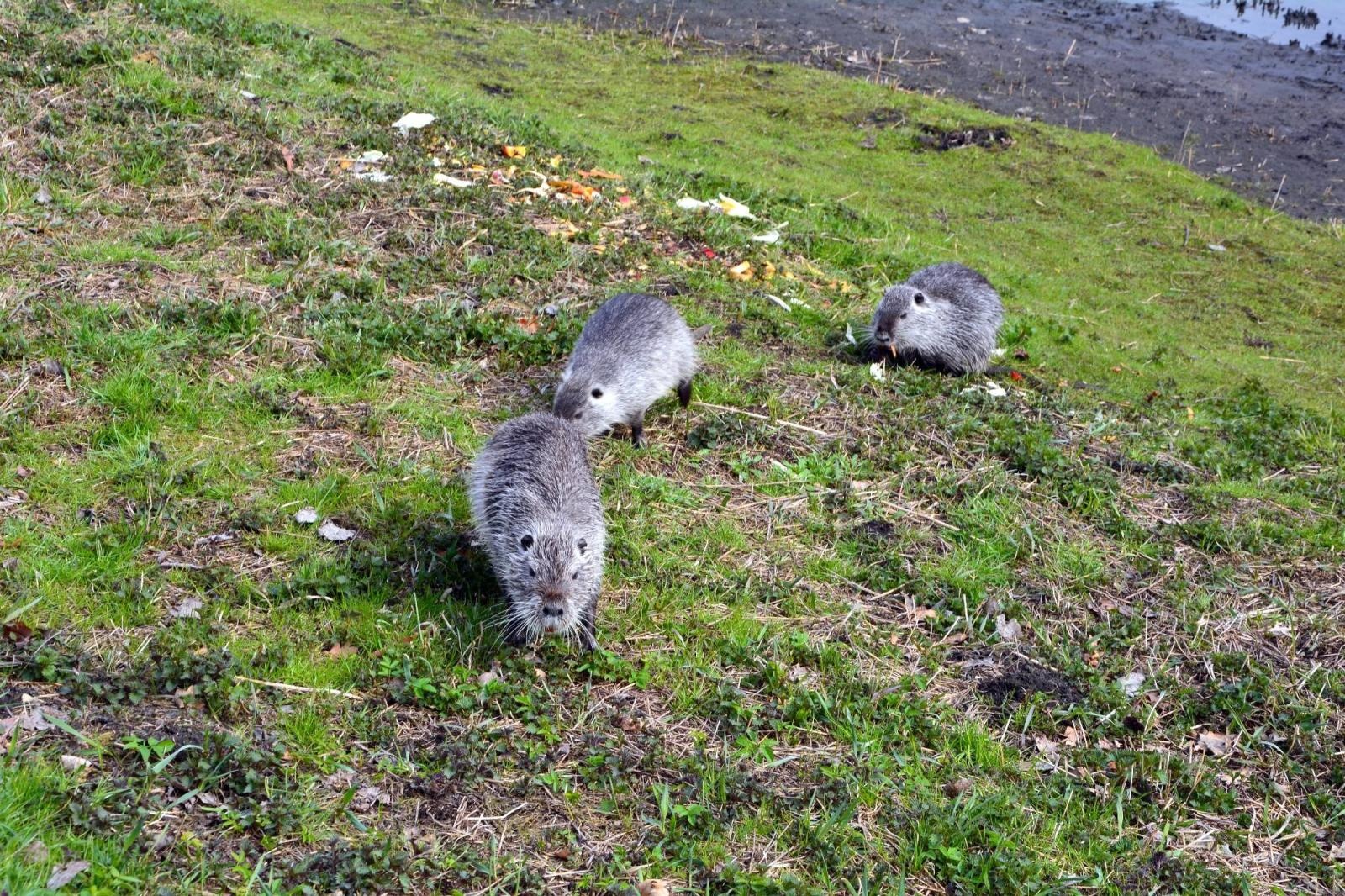 Zdjęcie w galerii na portalu naszraciborz.pl: Nutria w naszych wodach to nie atrakcja. To szkodnik wiadomości z regionu