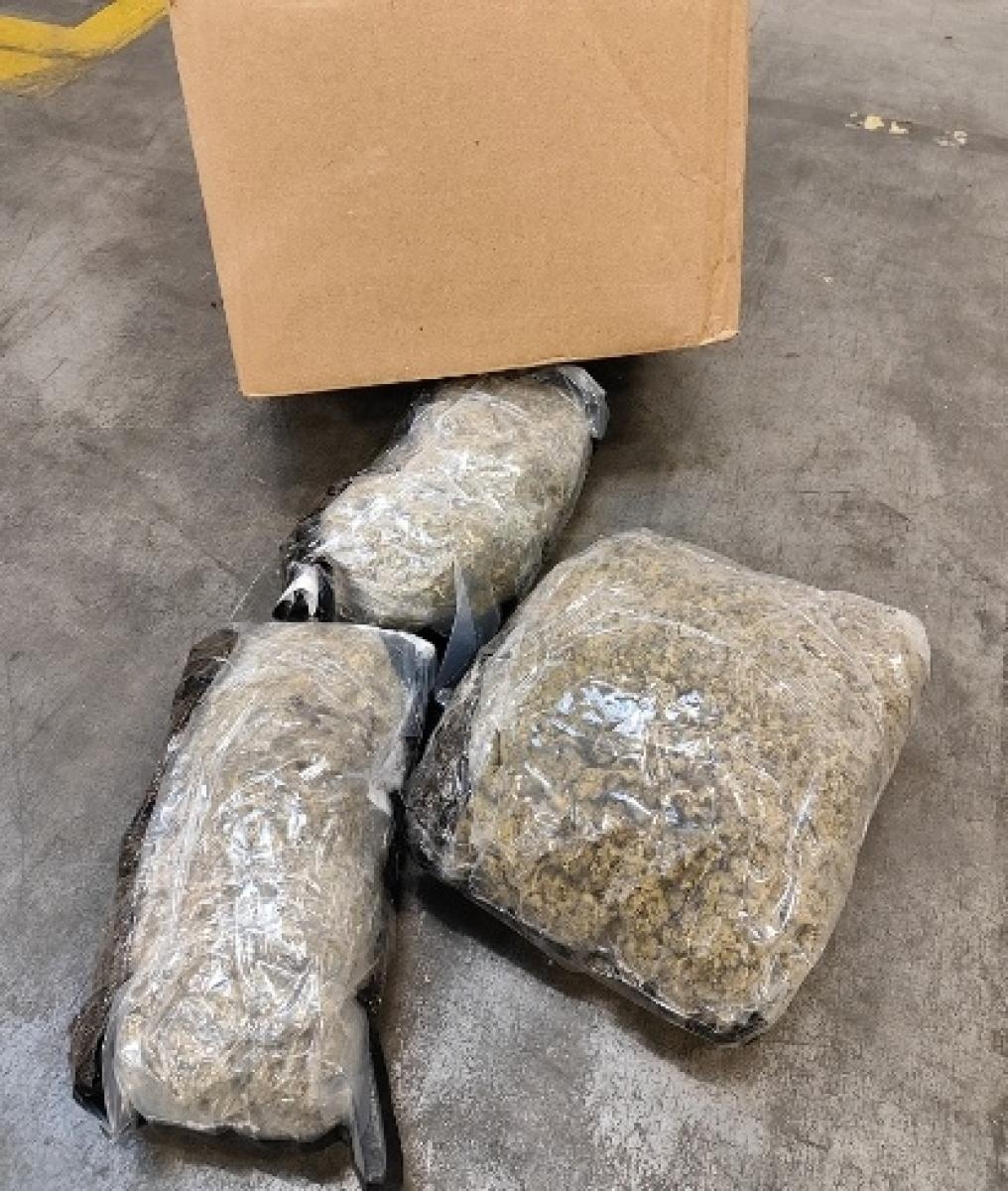 Zdjęcie w galerii na portalu naszraciborz.pl: Kodi - pies celników takich rzeczy nie przegapia wiadomości z regionu