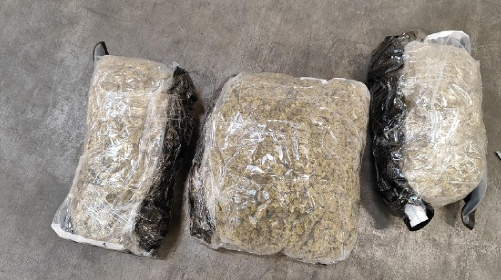 Zdjęcie w galerii na portalu naszraciborz.pl: Kodi - pies celników takich rzeczy nie przegapia wiadomości z regionu