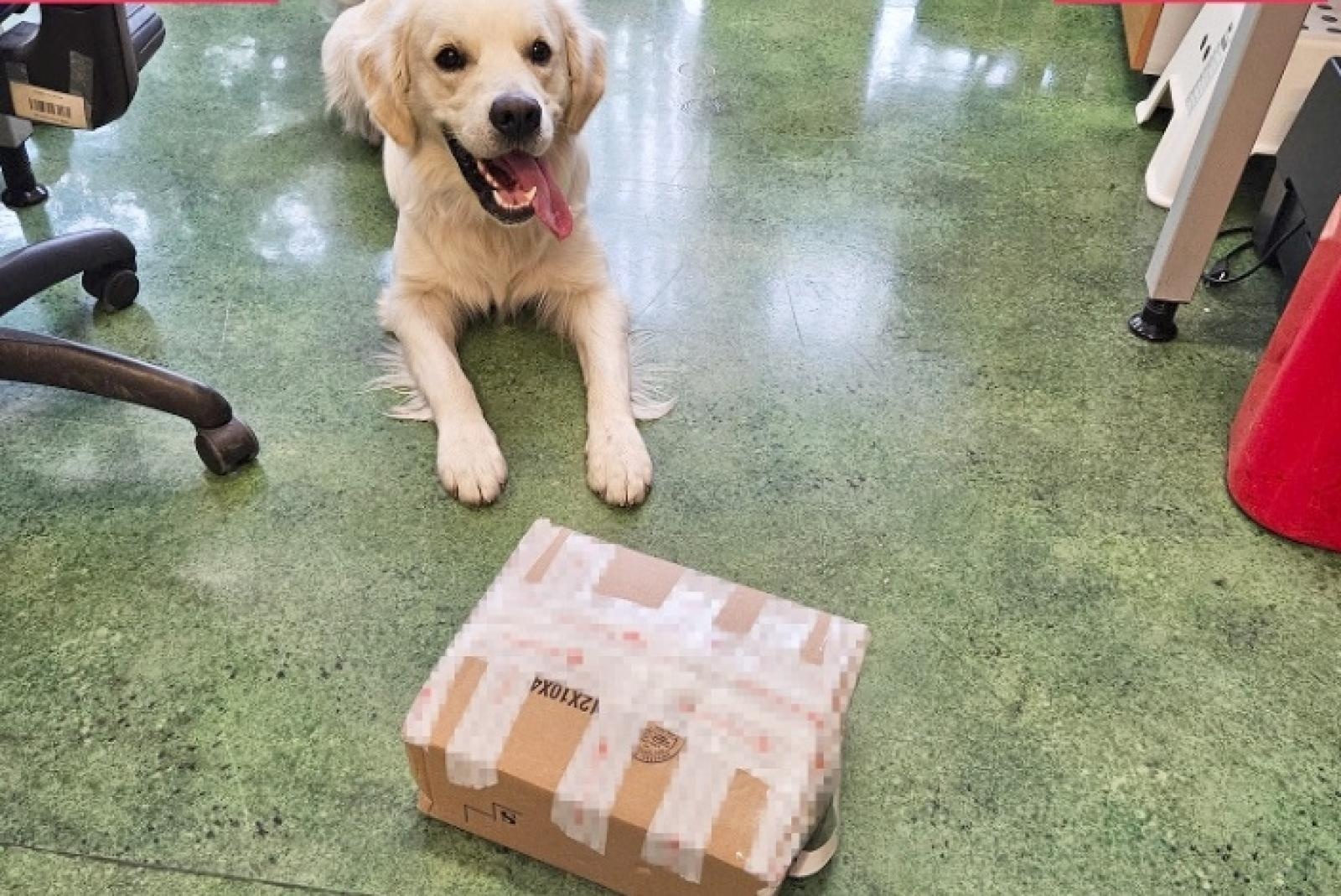 Zdjęcie w galerii na portalu naszraciborz.pl: Kodi - pies celników takich rzeczy nie przegapia wiadomości z regionu