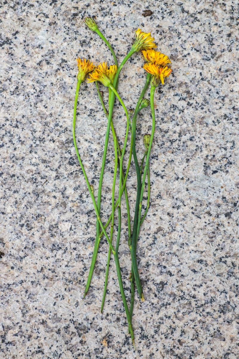 Zdjęcie w galerii na portalu naszraciborz.pl: Podsumowanie warsztatów fotograficznych w Raciborskim Centrum Kultury [fotogaleria] wiadomości z regionu