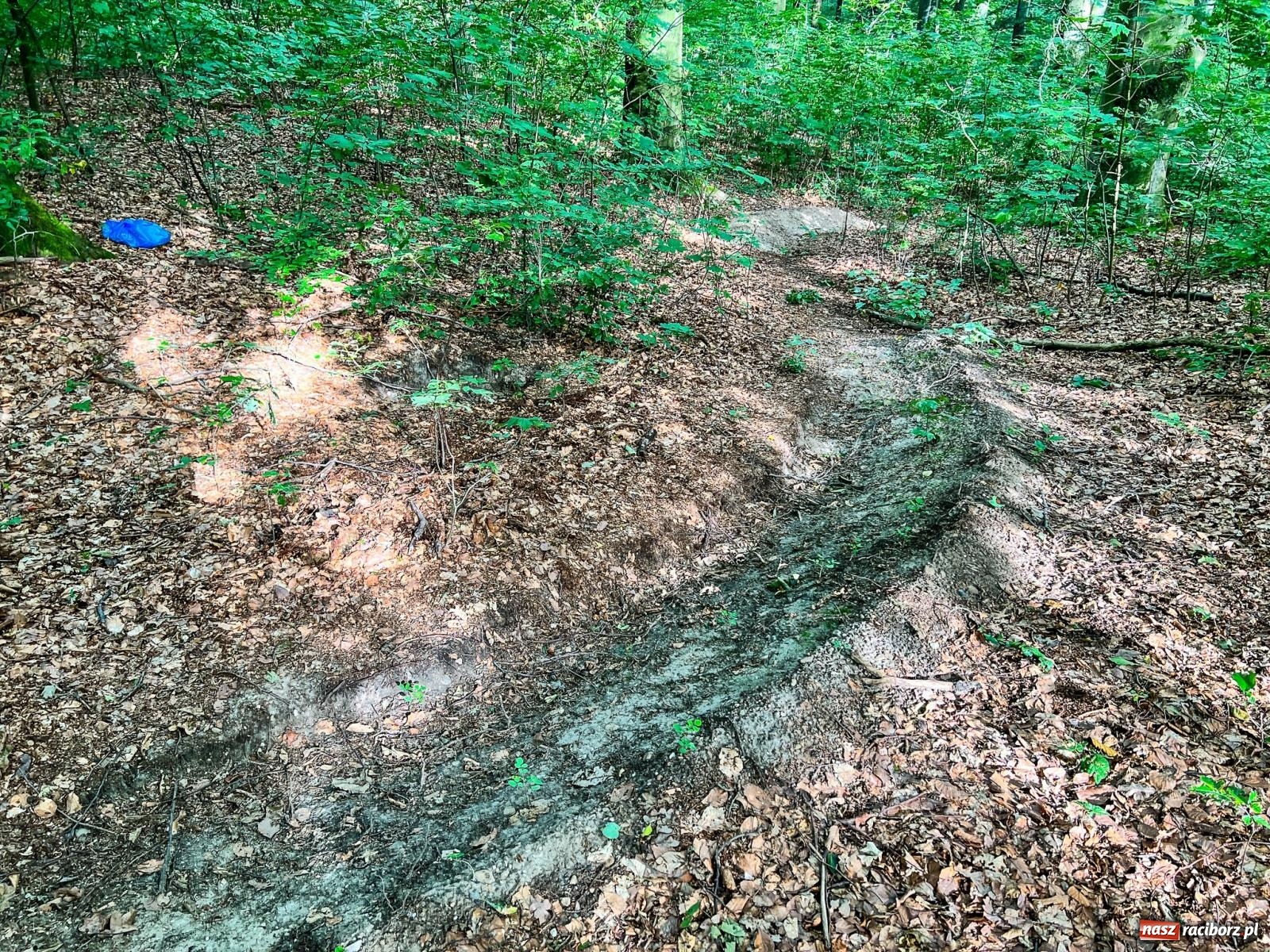 Zdjęcie w galerii na portalu naszraciborz.pl: Brzeskie lasy zrujnowane. Przedszkole za małe wiadomości z regionu