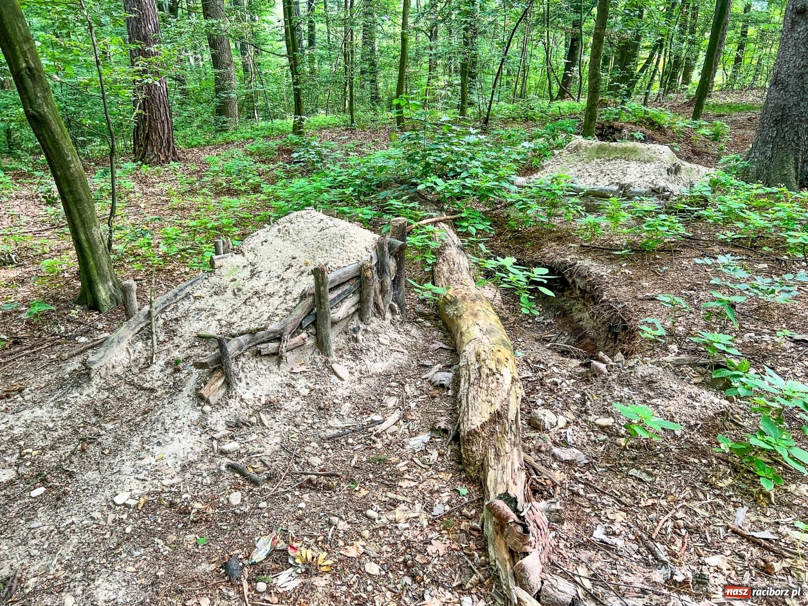 Zdjęcie w galerii na portalu naszraciborz.pl: Brzeskie lasy zrujnowane. Przedszkole za małe wiadomości z regionu
