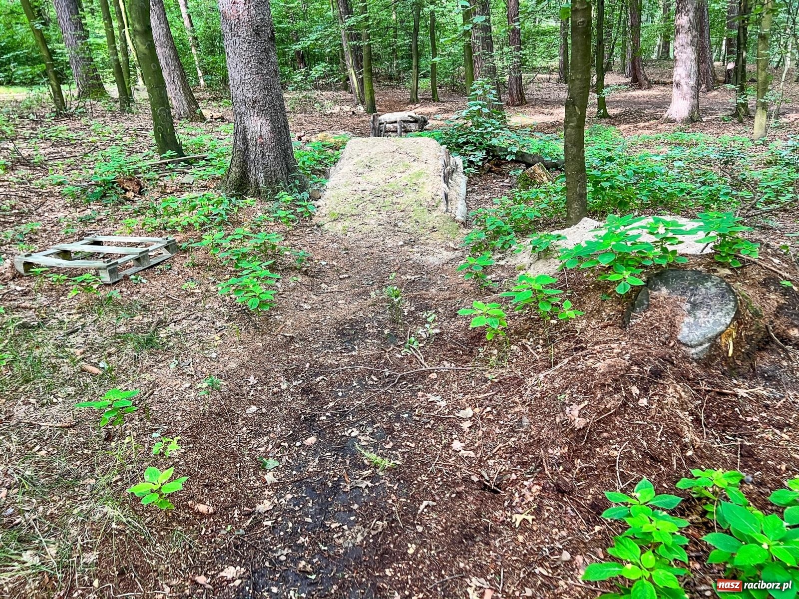 Zdjęcie w galerii na portalu naszraciborz.pl: Brzeskie lasy zrujnowane. Przedszkole za małe wiadomości z regionu