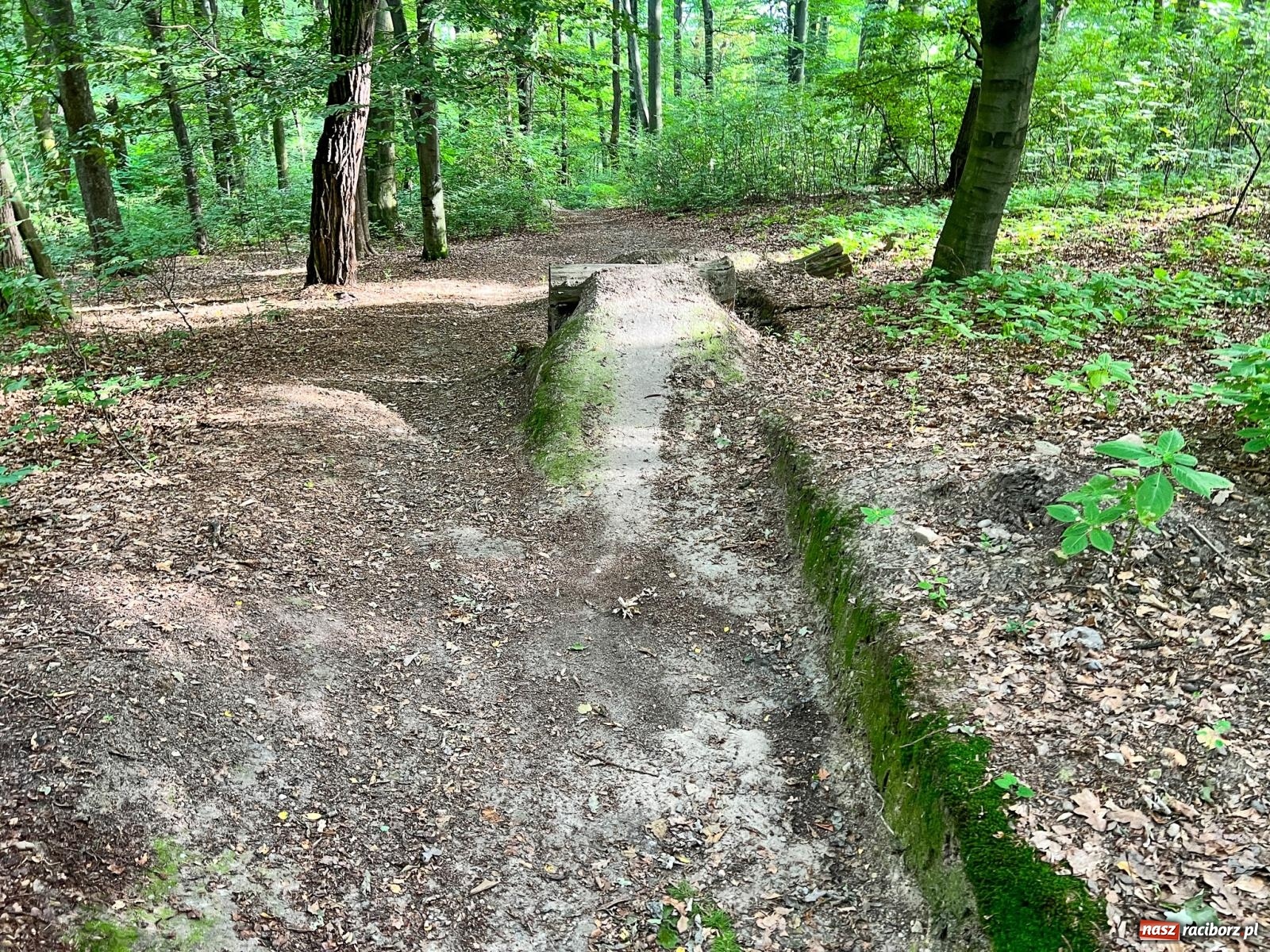 Zdjęcie w galerii na portalu naszraciborz.pl: Brzeskie lasy zrujnowane. Przedszkole za małe wiadomości z regionu